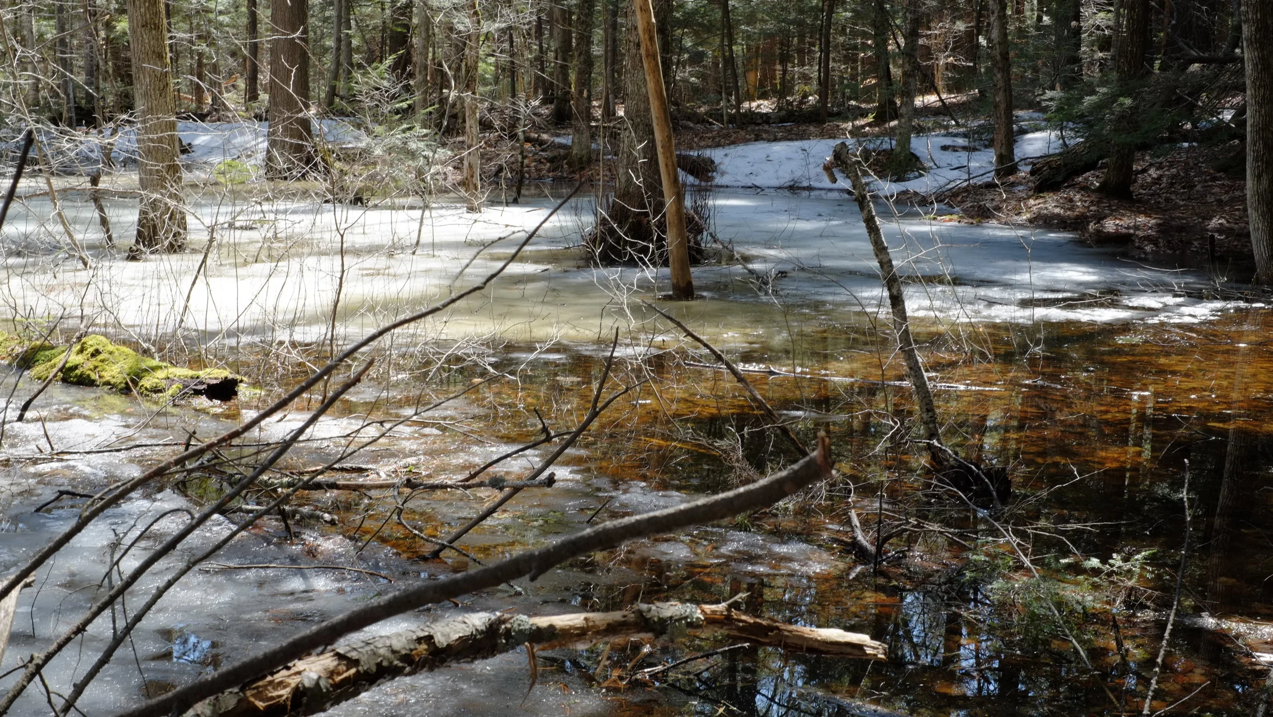 Walk on the Wild Side