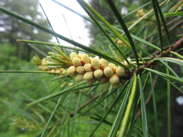 Nature Journaling Workshop