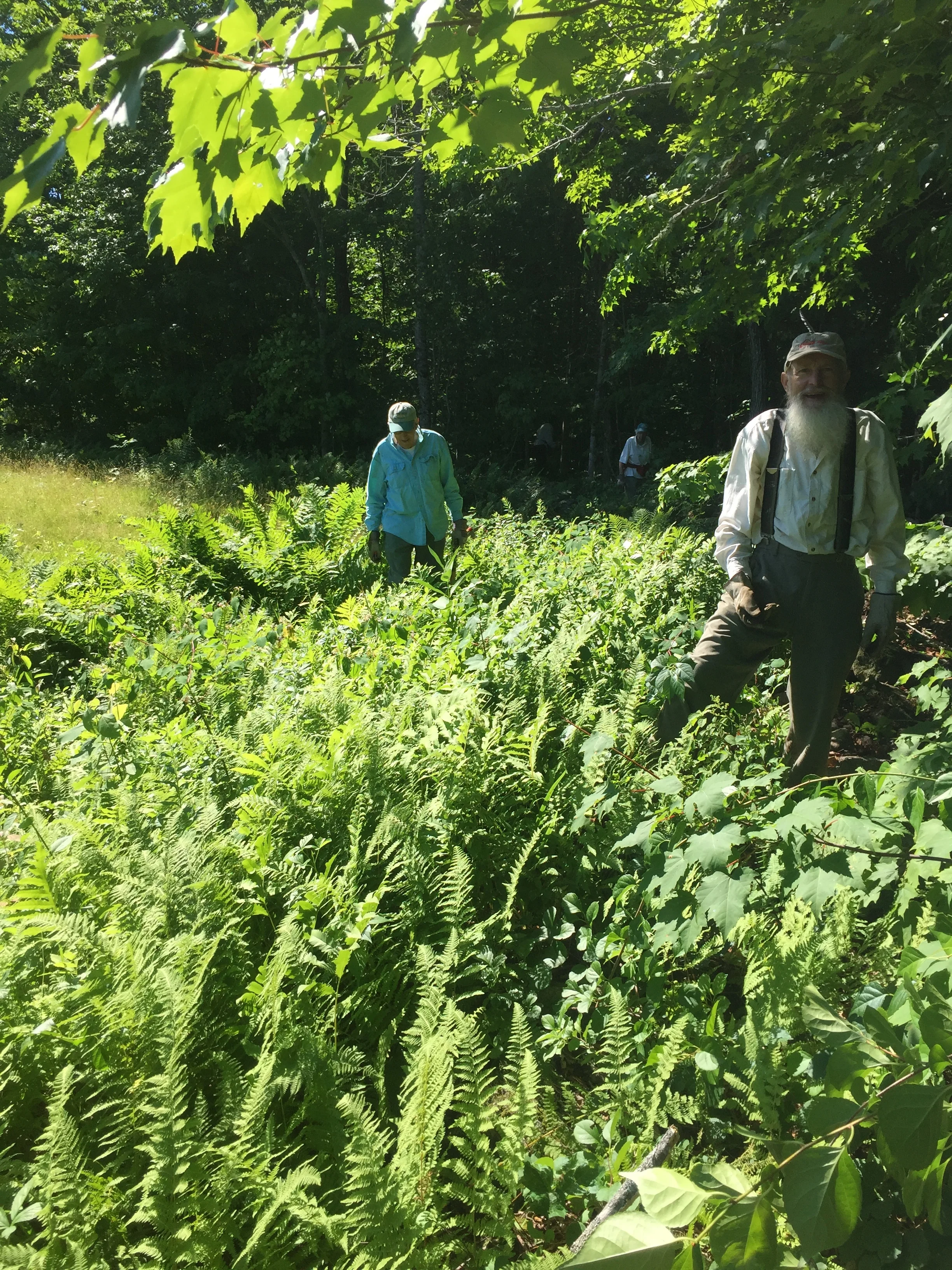 Stewardship Day—Invasives Pull