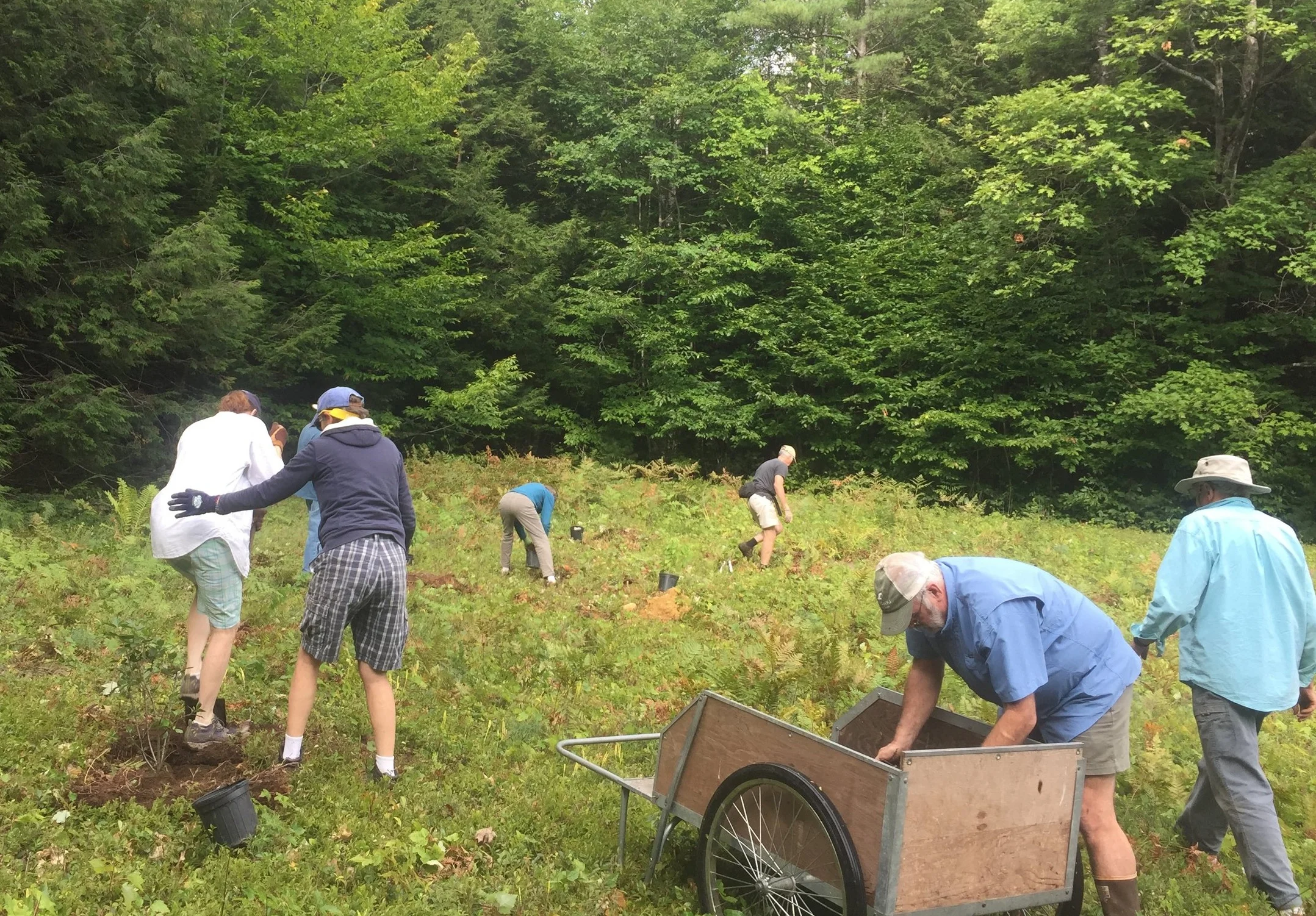 Mulching shrubs planted thanks to an NRCS grant. Photo: Lynne Flaccus