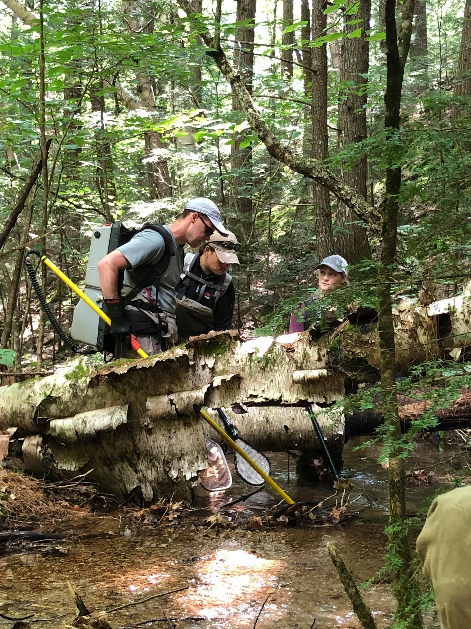 Trout Surveying in Allen Brook, CLC Scott Reserve