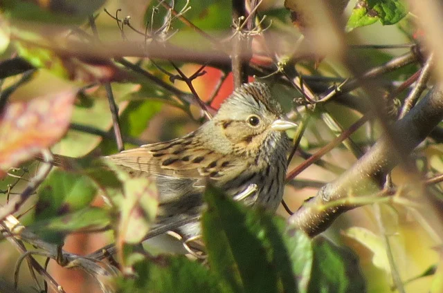 Impacts of Weather and Climate on Fall Bird Migration