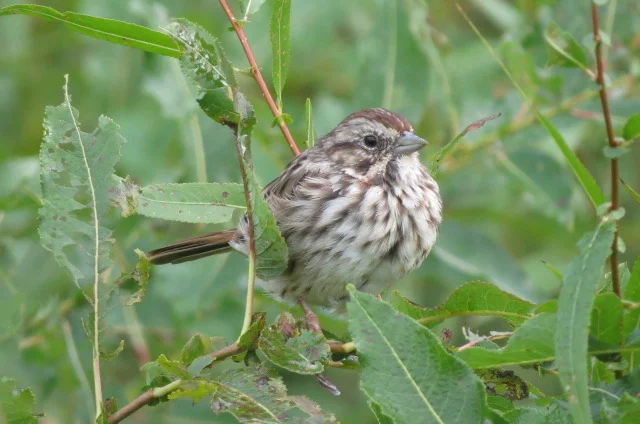 Bird Walk—Late Season Migrant Songbirds