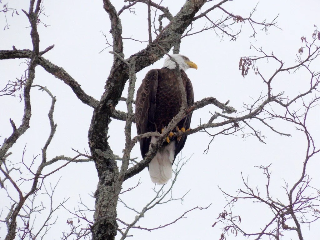 Wildlife Sightings From This Past Winter