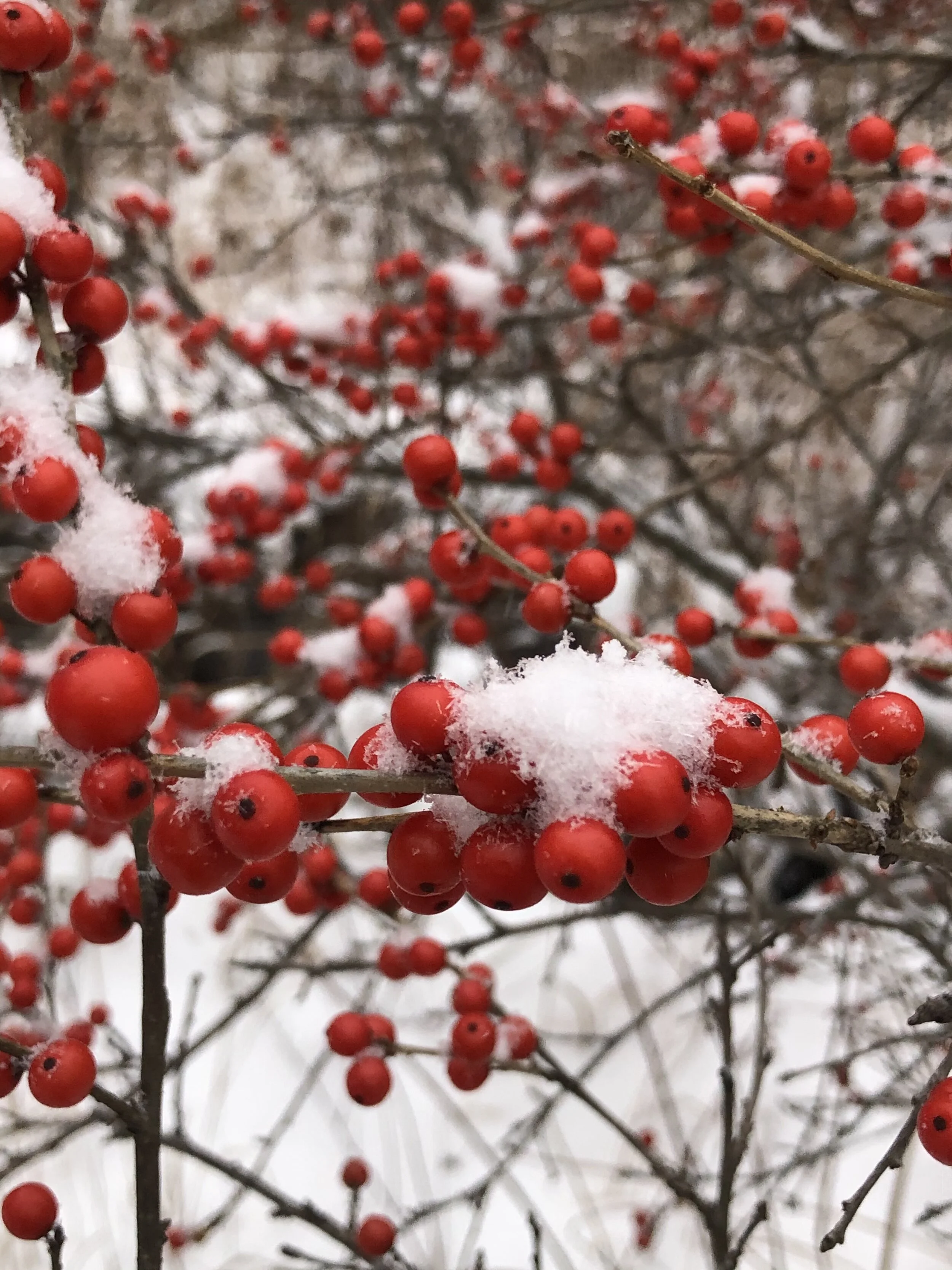 Winter Wonderland Crankie Workshop