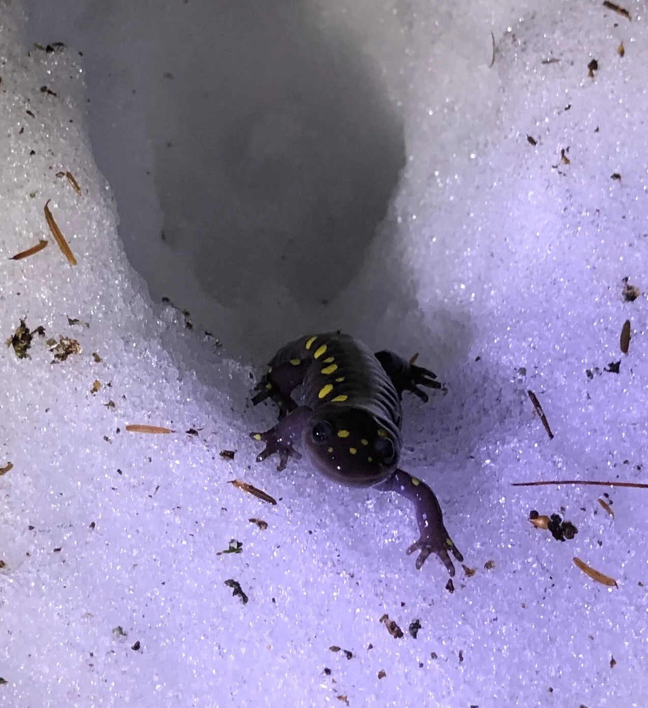Postponed—Vernal Pool Exploration