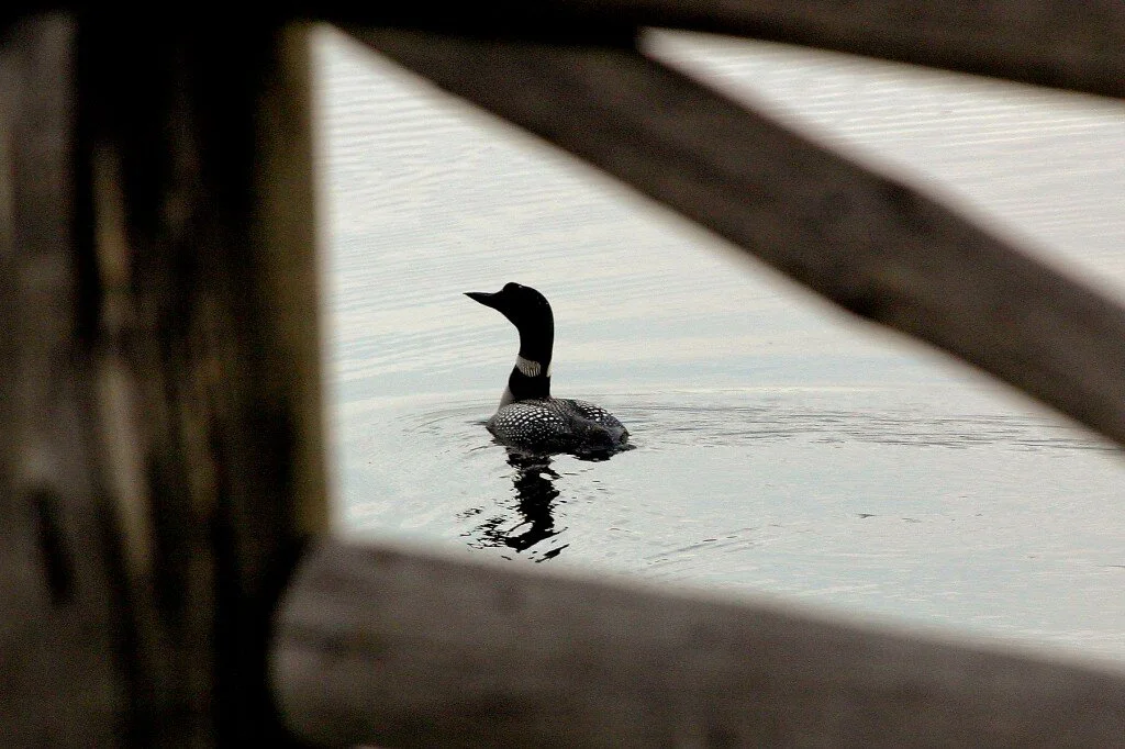 Wildlife Sightings in the Chocorua Basin