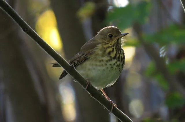Chocorua Basin Thrush Survey Results
