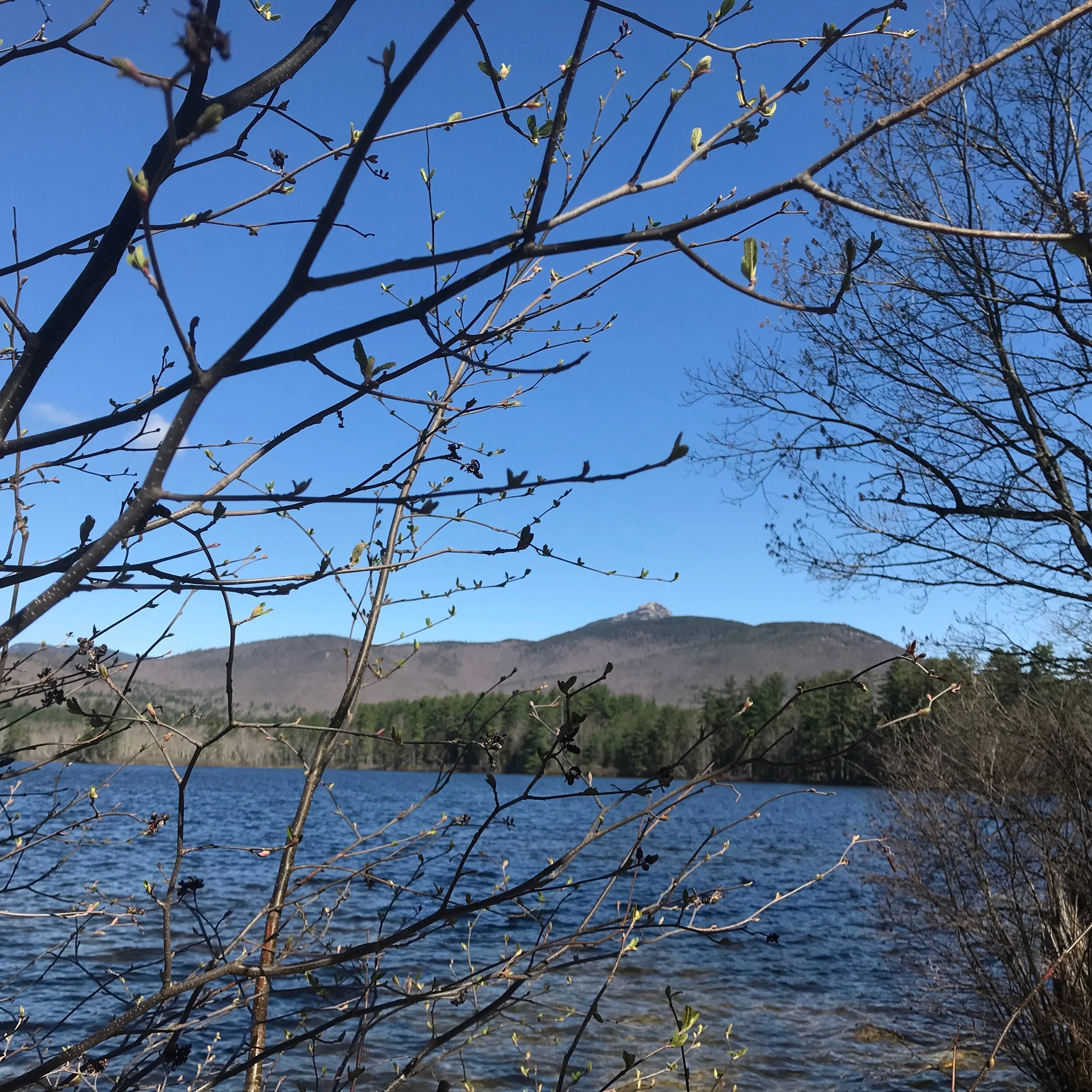 Highlights and Analysis of the 2019 Chocorua Lake Water Quality Report