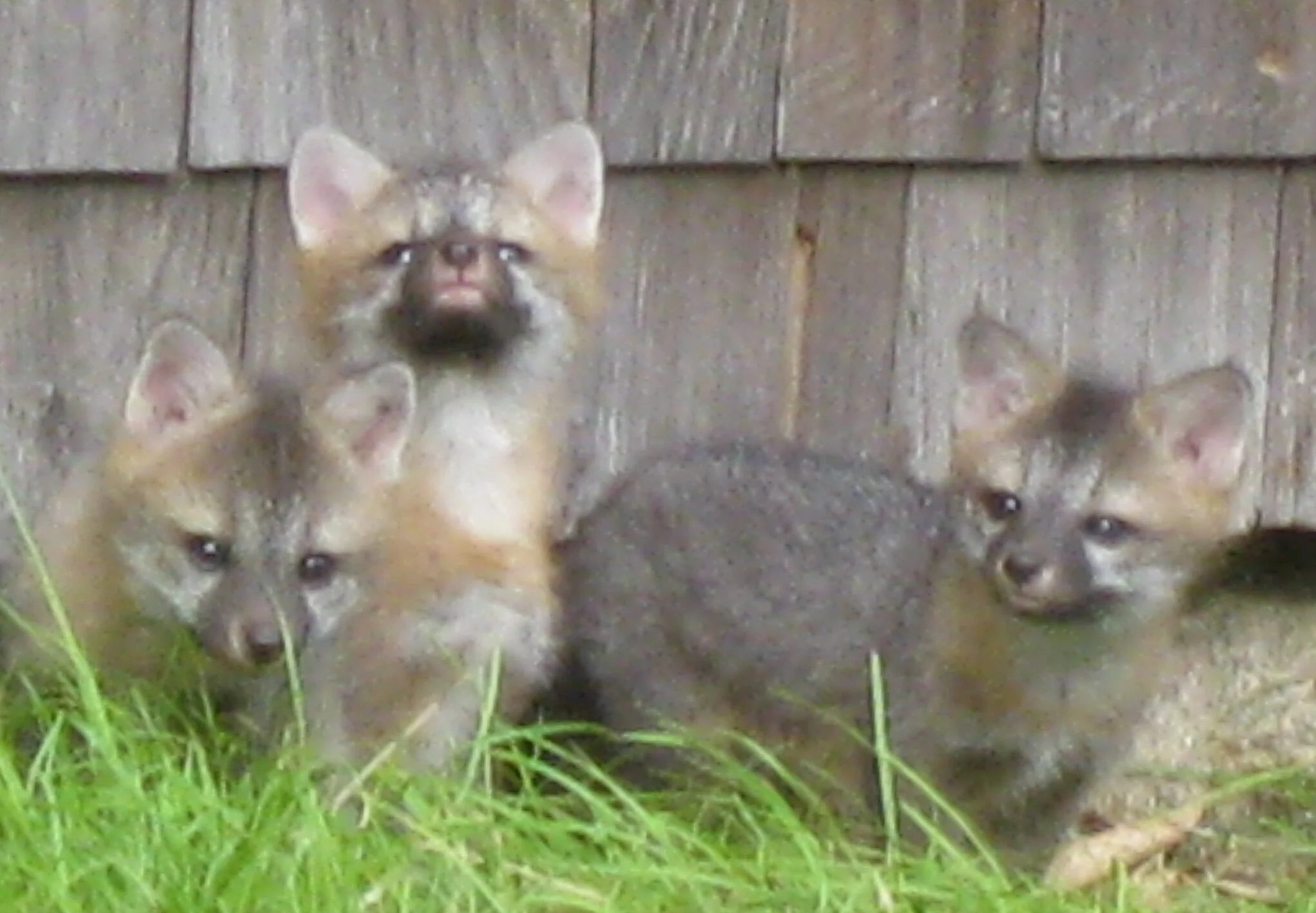 Nature Notes: Gray Fox