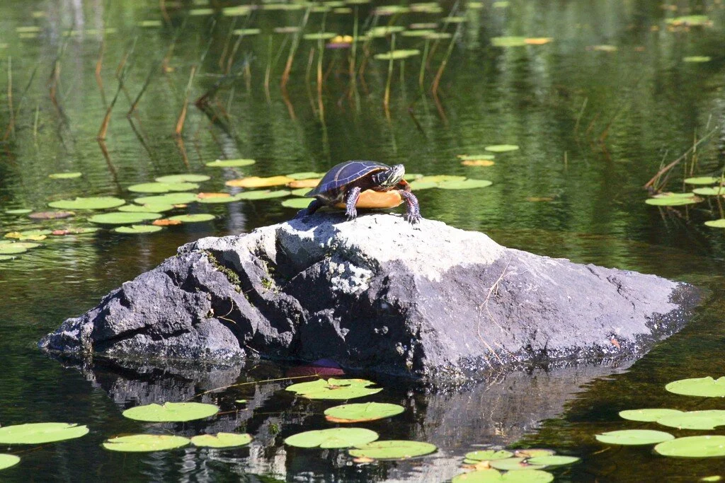 Have You Ever Seen a Turtle Zoom?