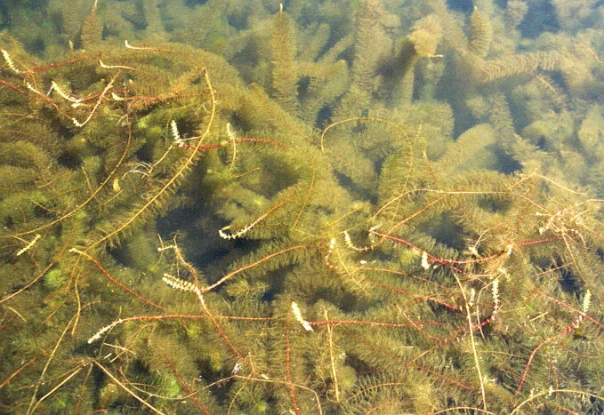 Protecting Our Lakes from Aquatic Invasive Species