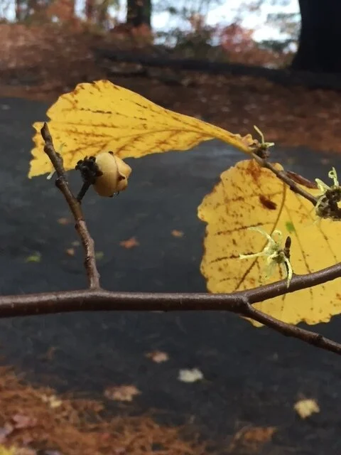 Winter Trees in Your Forest