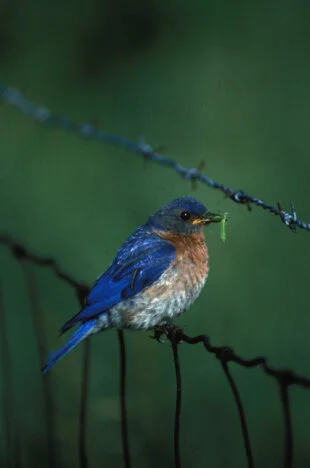 Replay and Resources—Feathers in the Sky: An Exploration of Bird Migration
