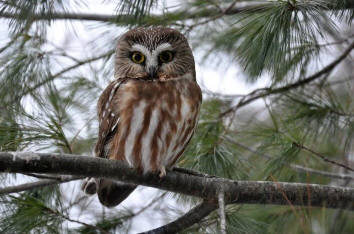 Owls by Zoom: All about NH Owls