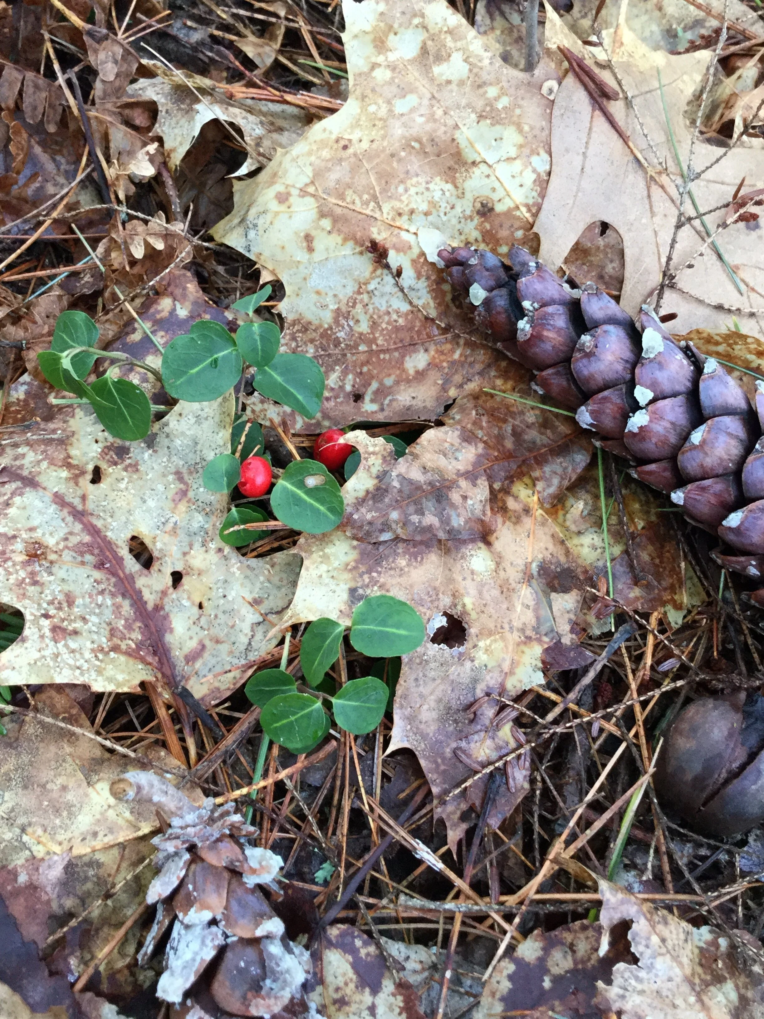 Woods Wander on the CLC Clark Reserve