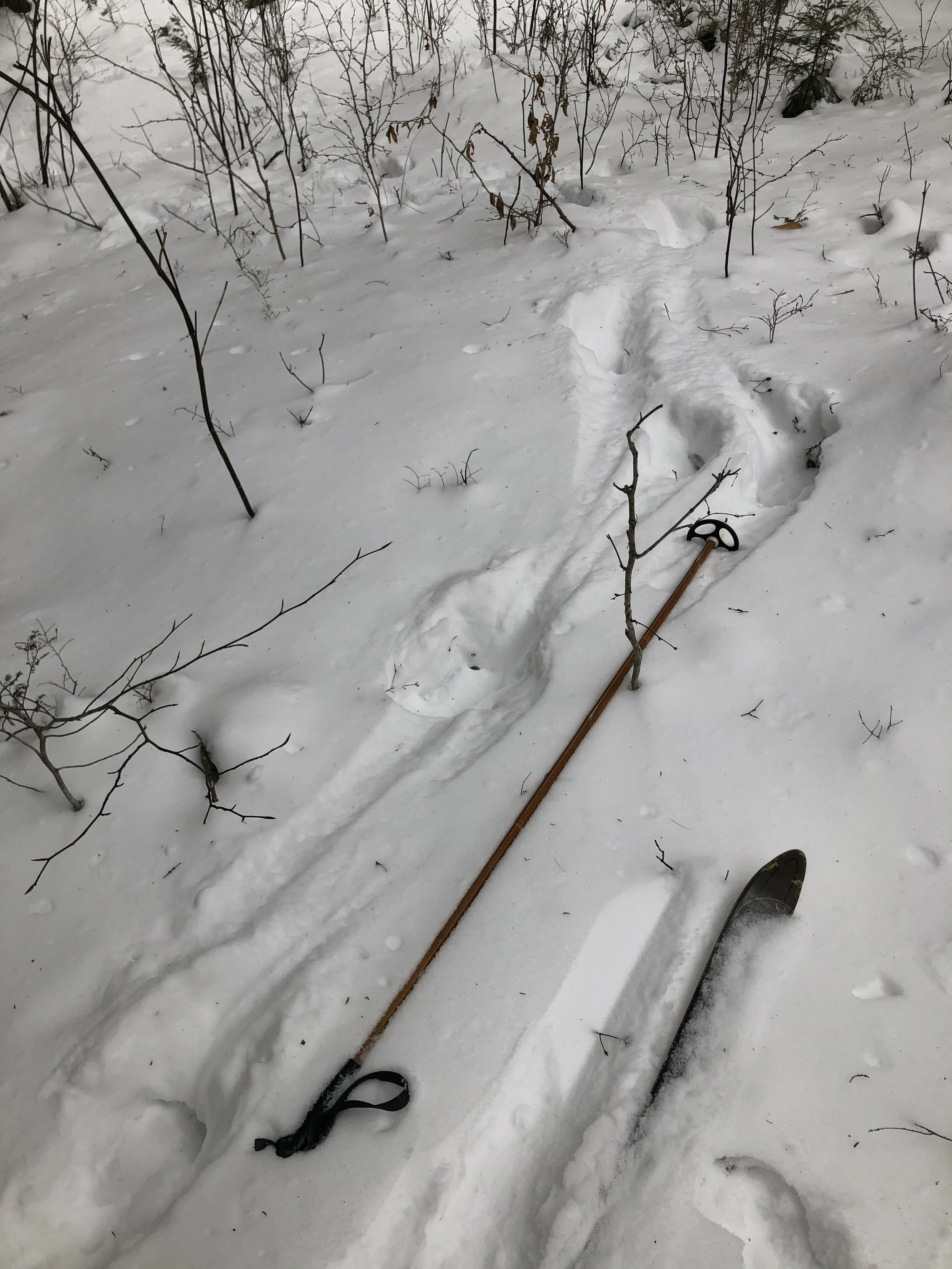 Nature Notes: Who Was Here?