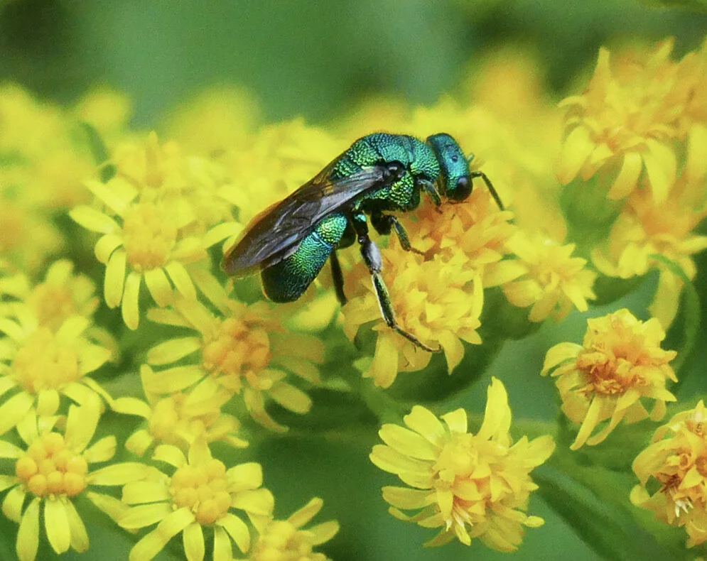 Native Pollinators, Habitat, and NRCS Programs
