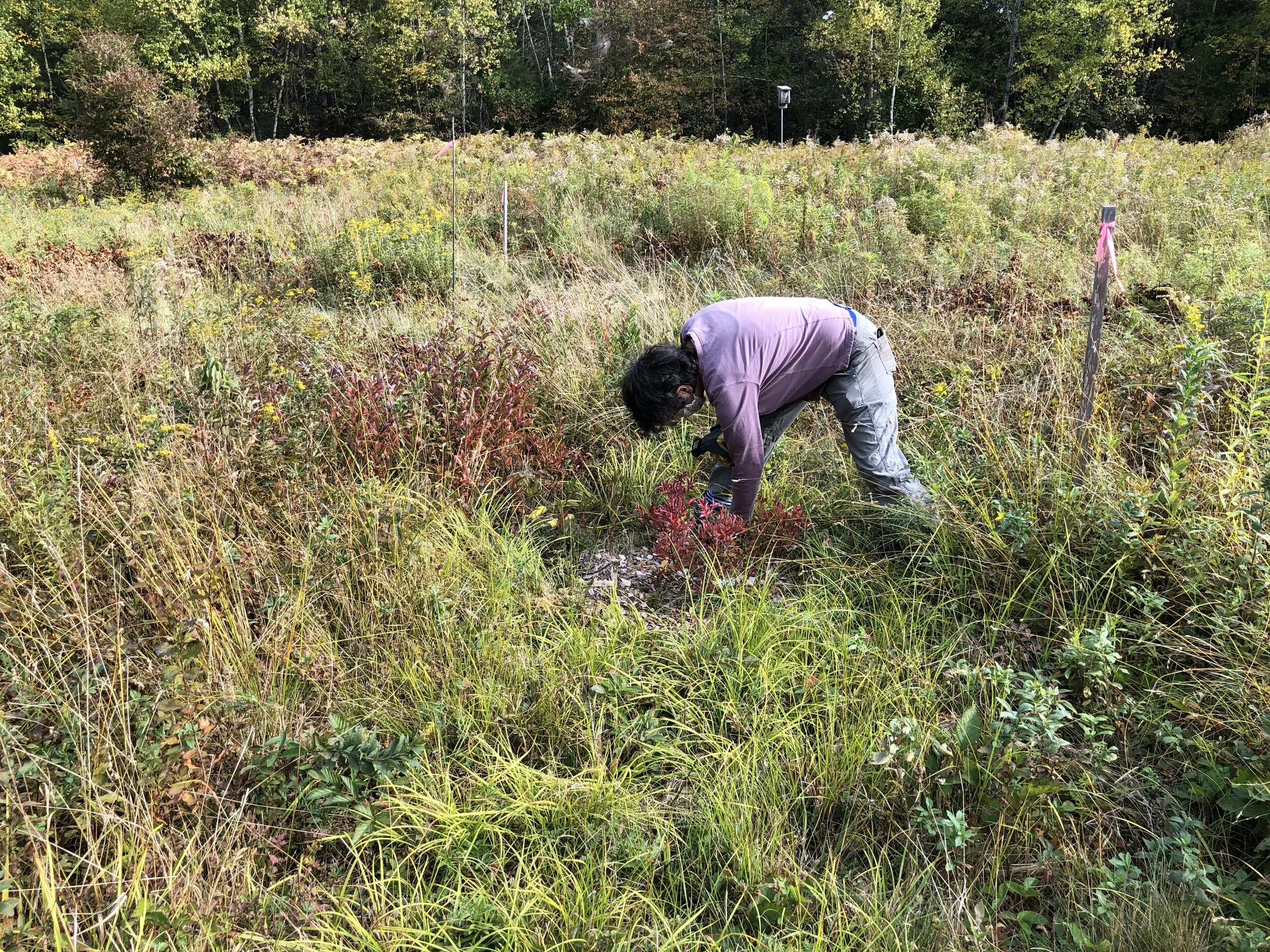 Stewardship Day at Moose Meadows