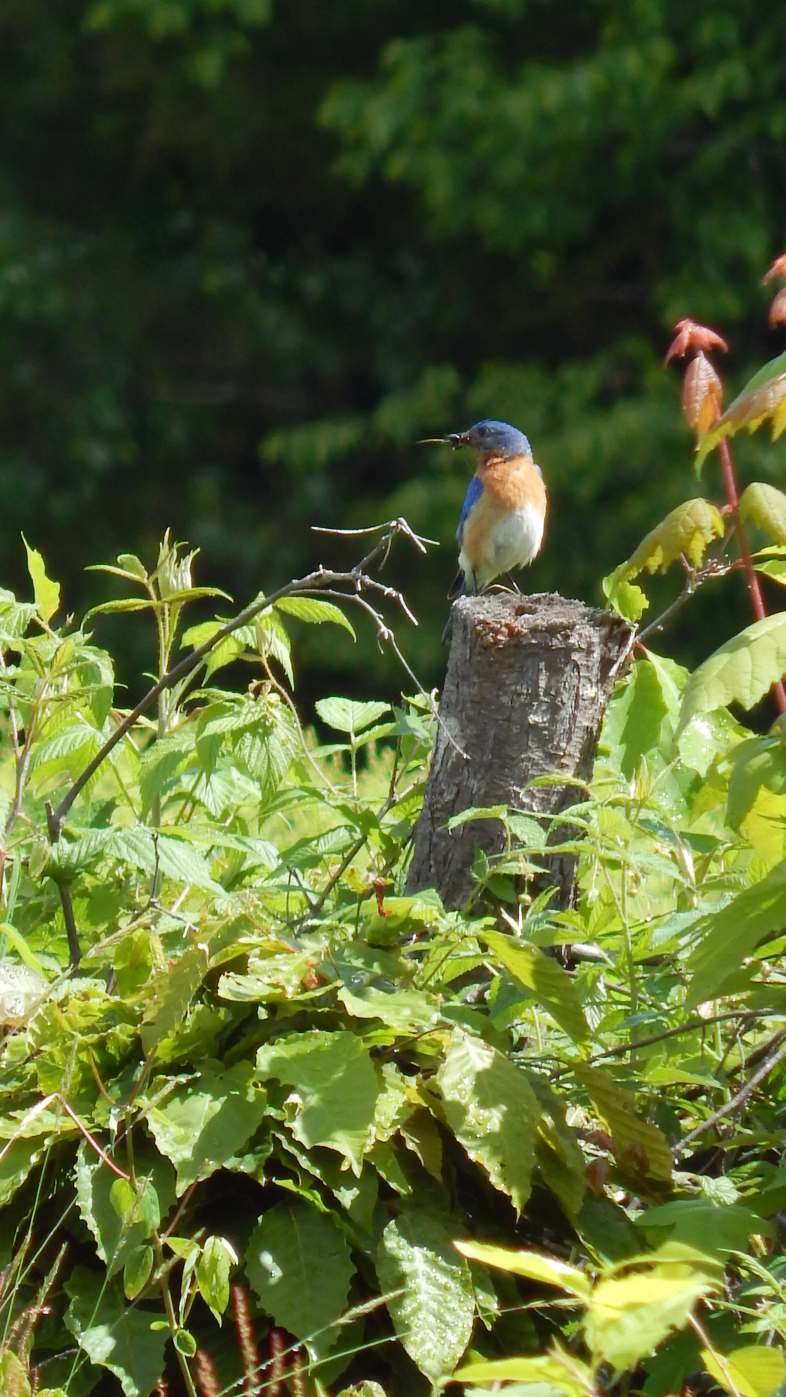 Bird Walk at C.C. Browne Woods