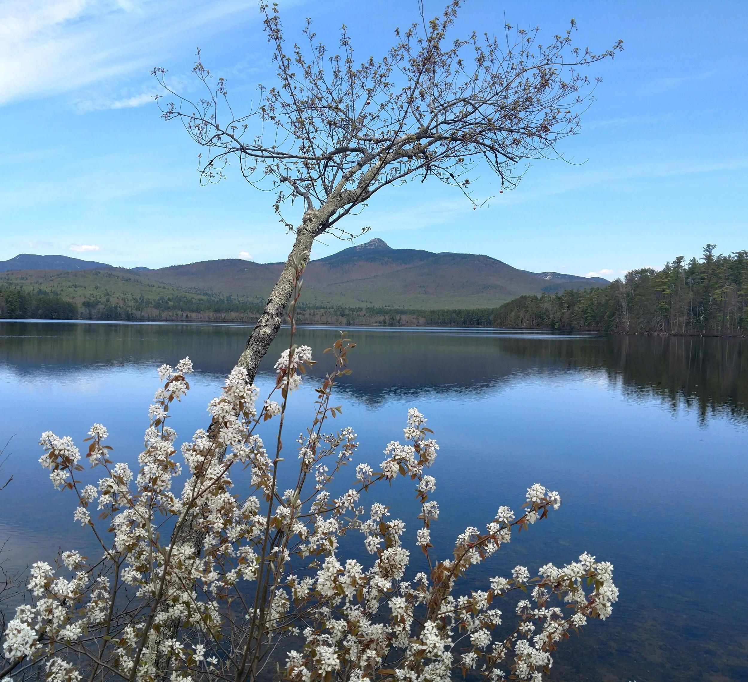 Native Pollinators, Habitat, and NRCS Programs—replay and learn more