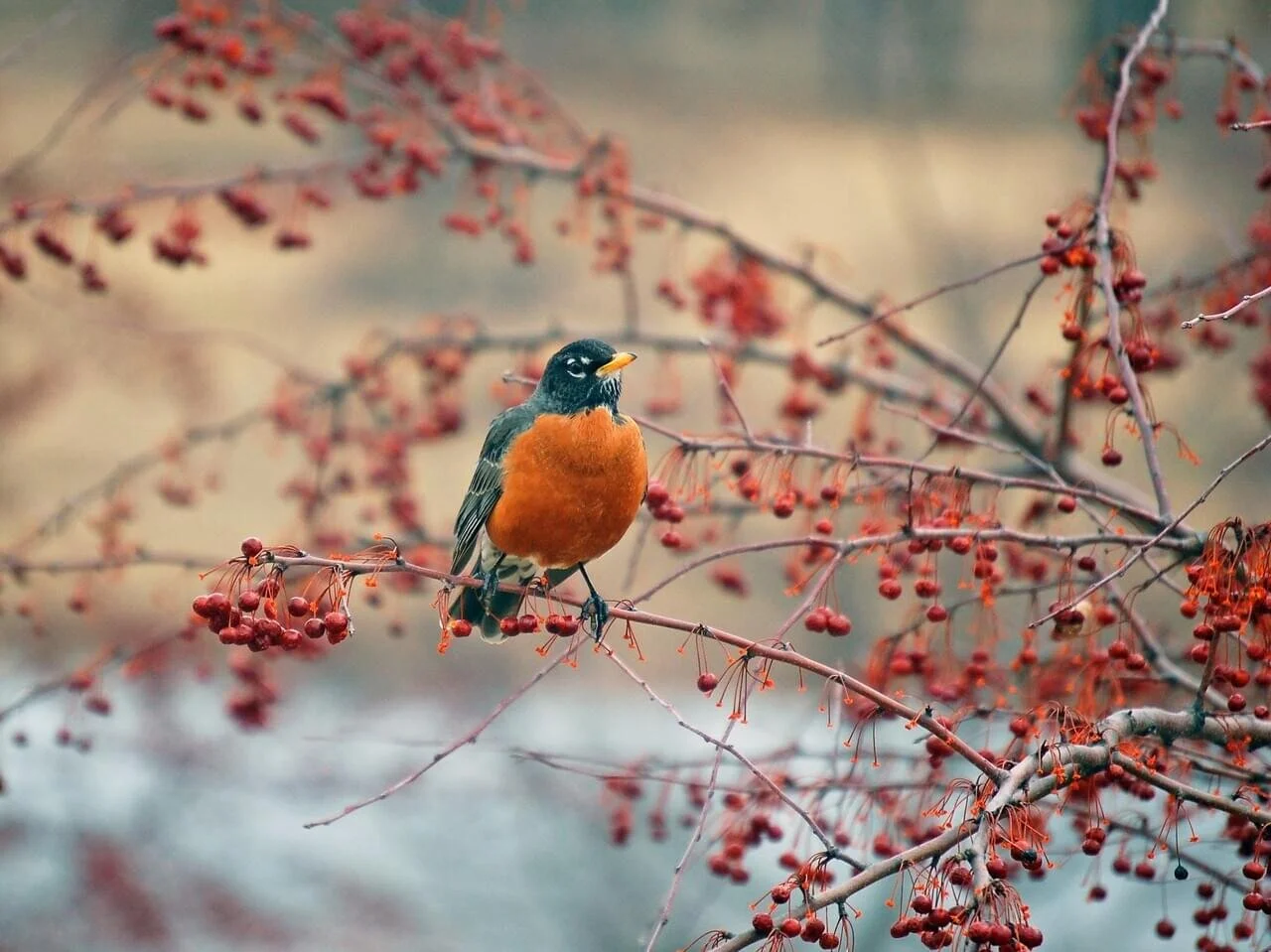 Nature Notes: Robins (Turdus migratorius)
