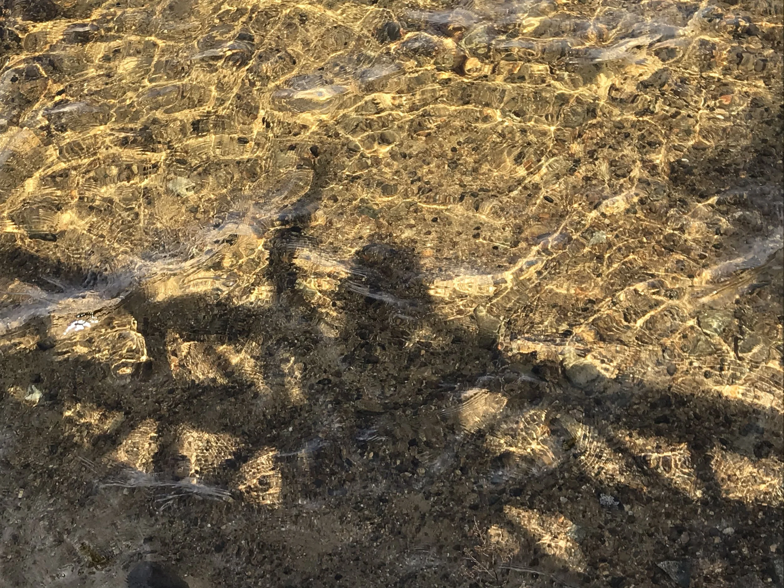 Chocorua Lake Water Quality—2020 Sampling Season