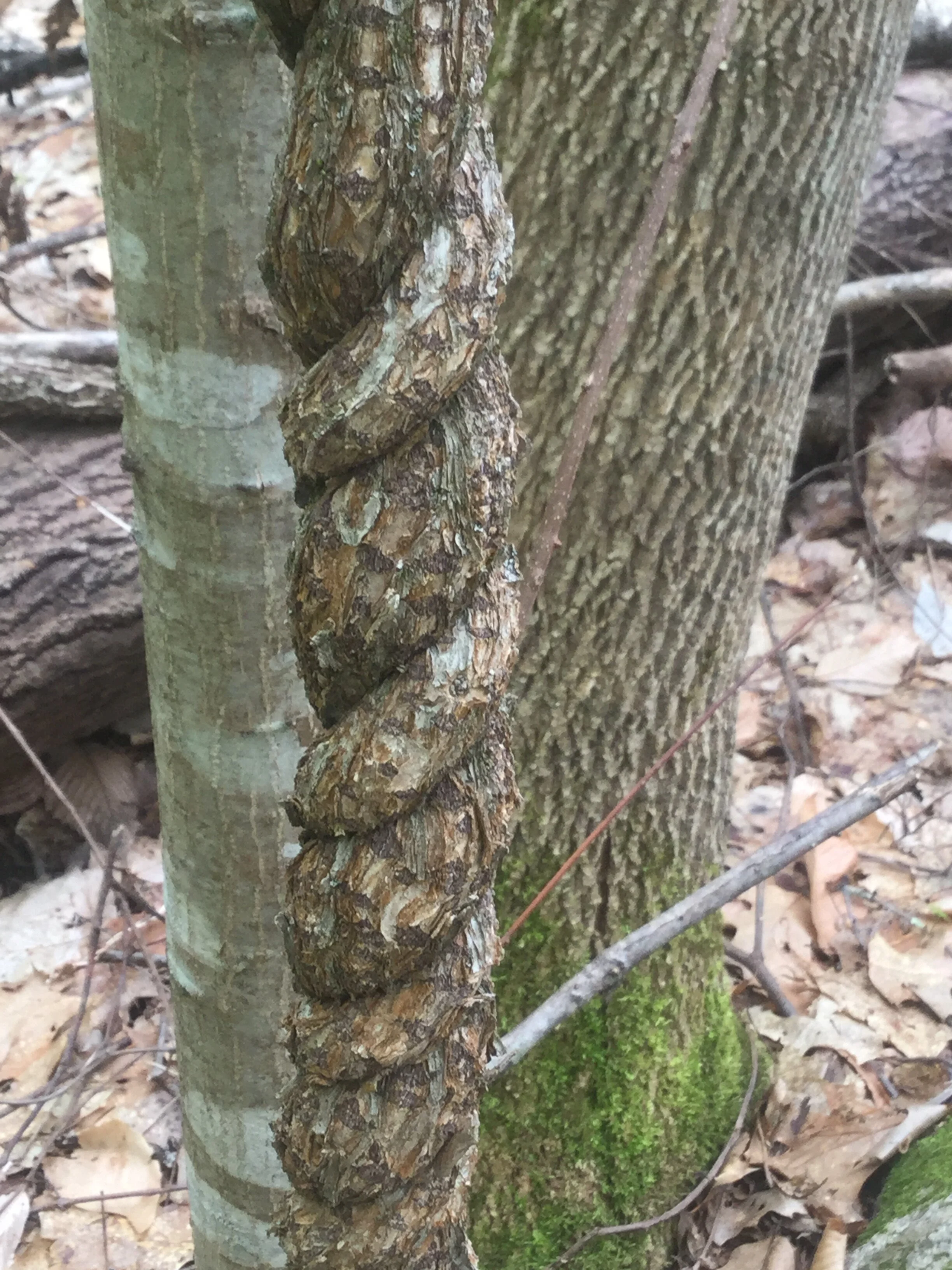 Rescheduled! A Bittersweet Stewardship Day