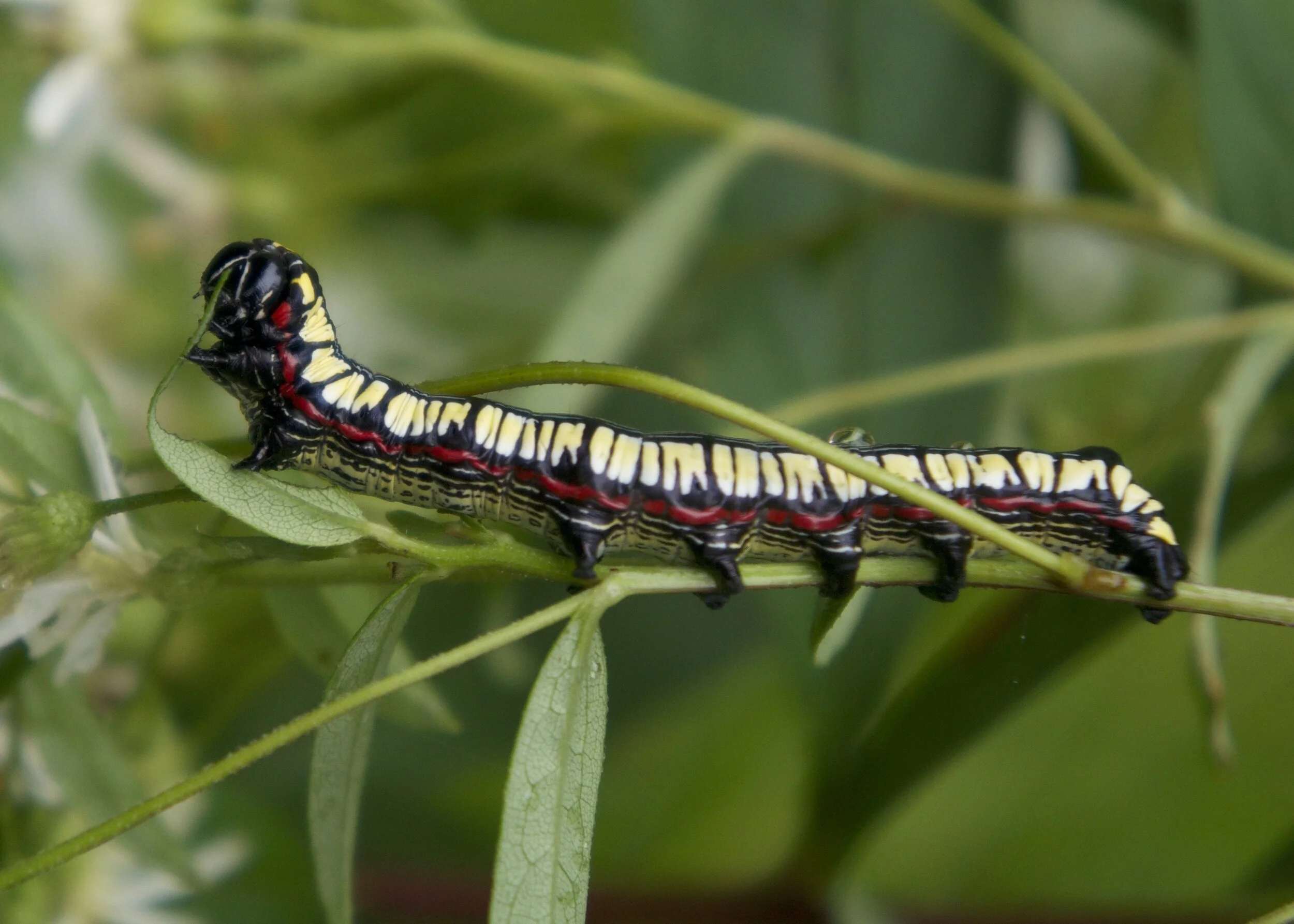 Insects for Beginners—7/20 via Zoom + 7/24 field trip
