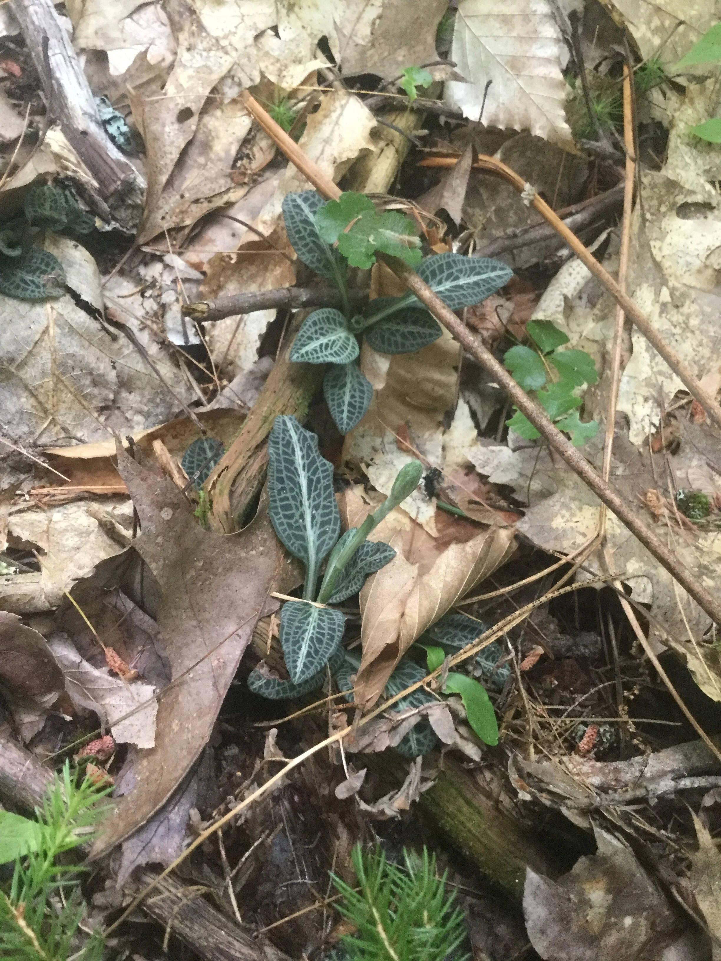 Forest Land Donation Protects Open Space