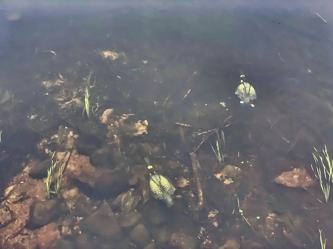 Nature Notes: Late Summer Loon News