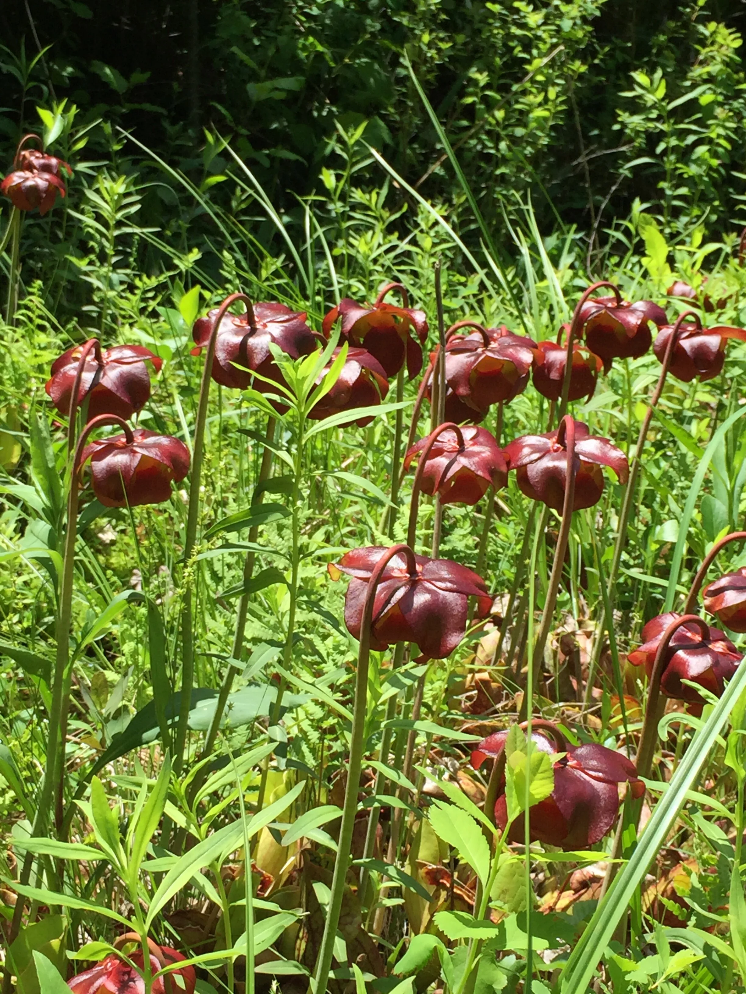Wetlands Wander at Moose Meadows