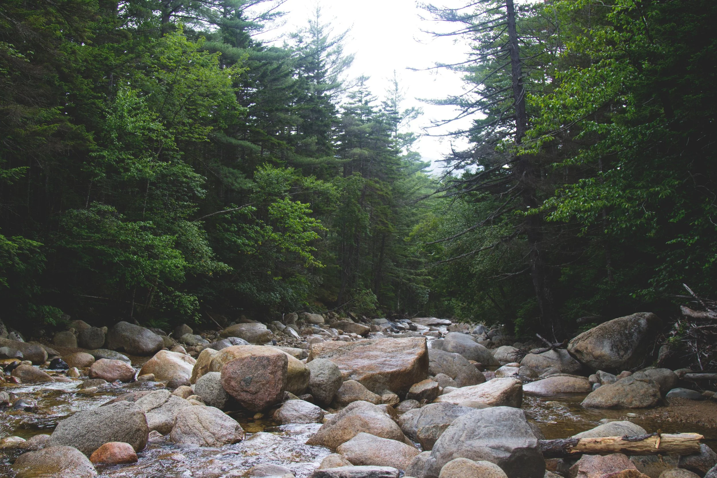 Dawnland Voices Reading Group