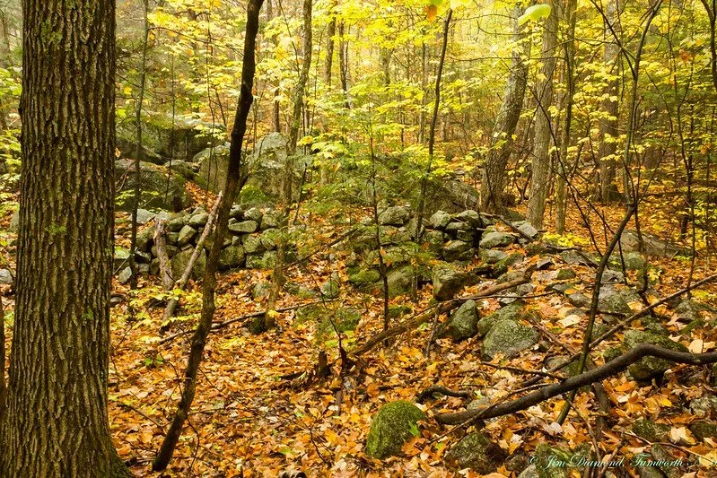 Nature Notes: Variation in Nature