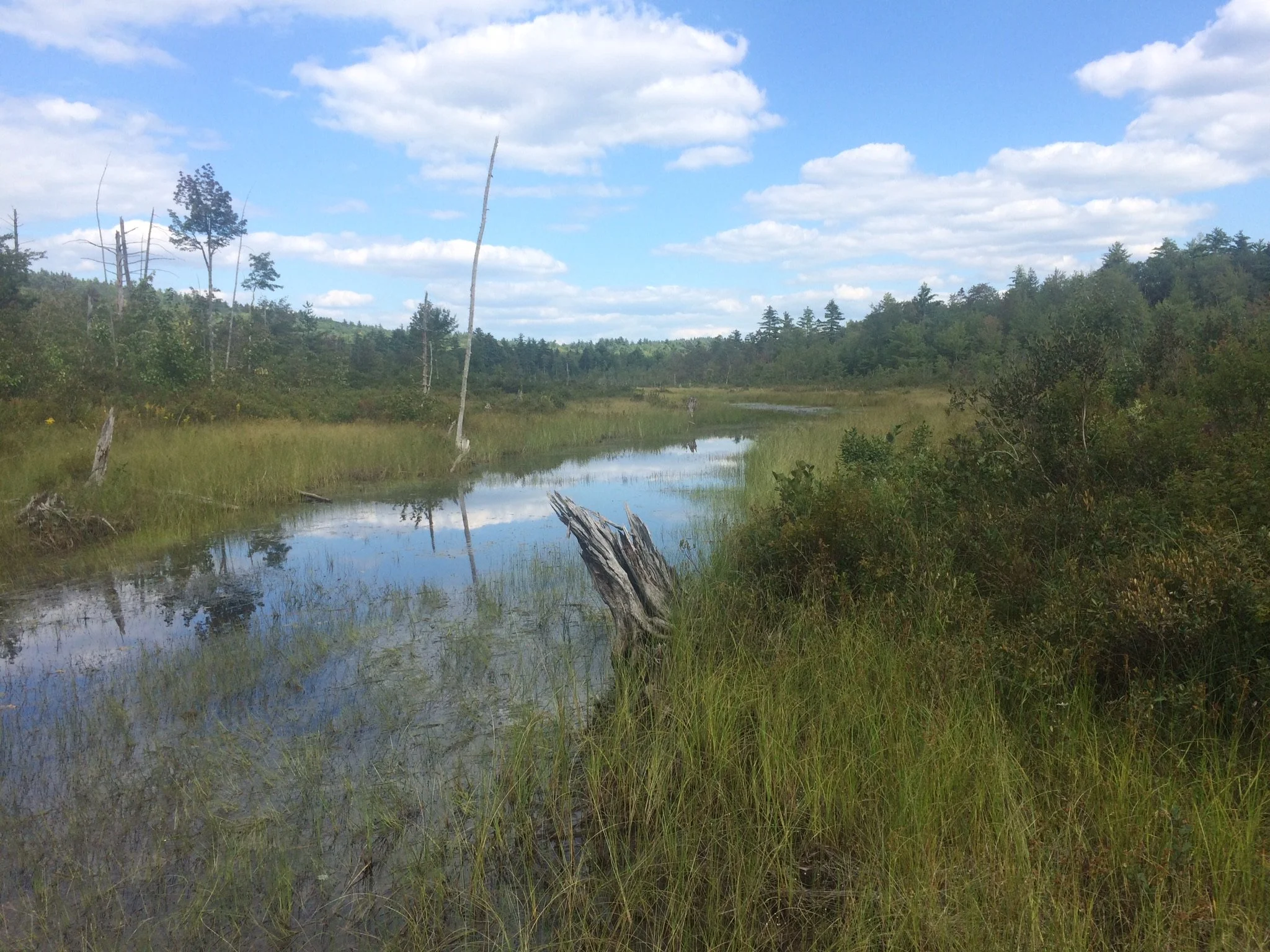 Forest Land Donation Protects Open Space