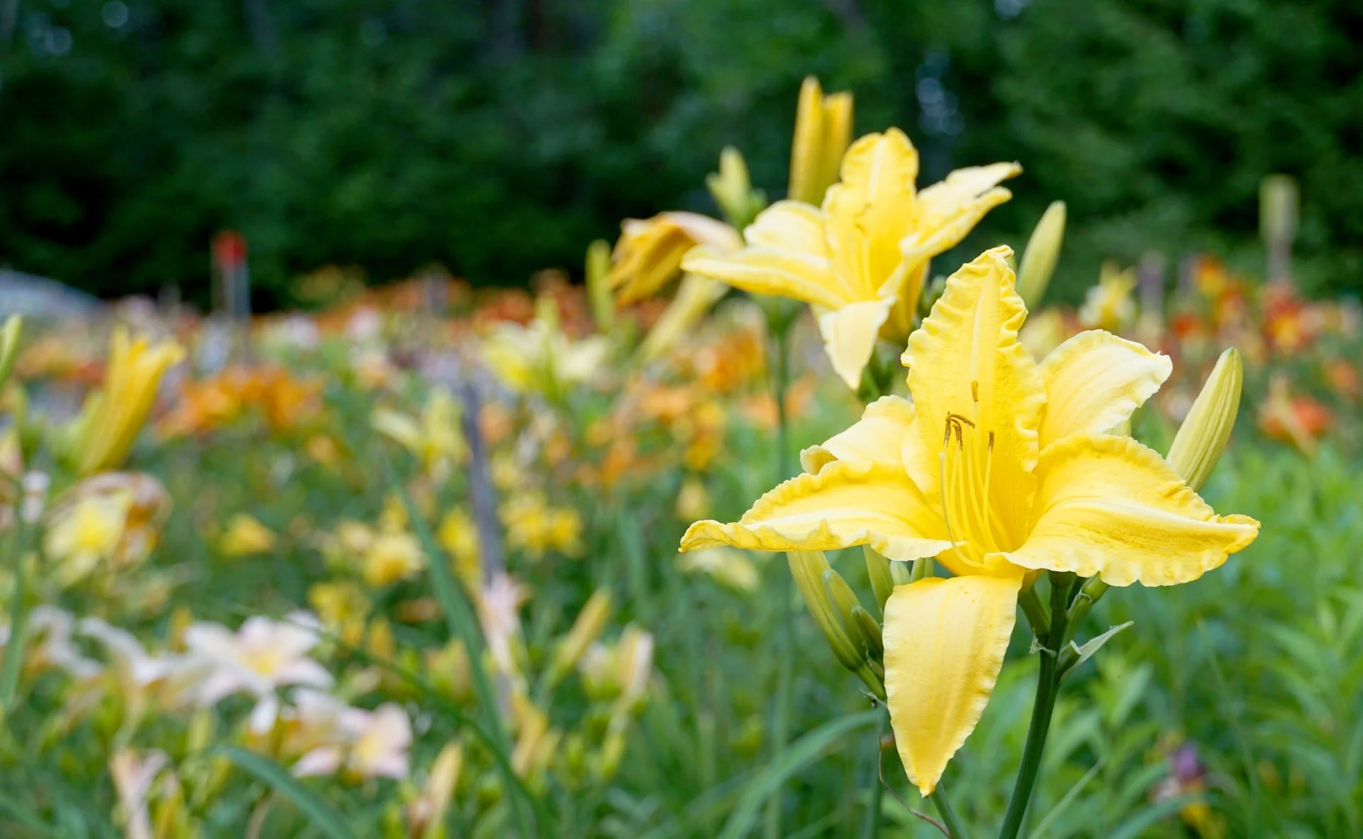 Daylily Stewardship Morning #2