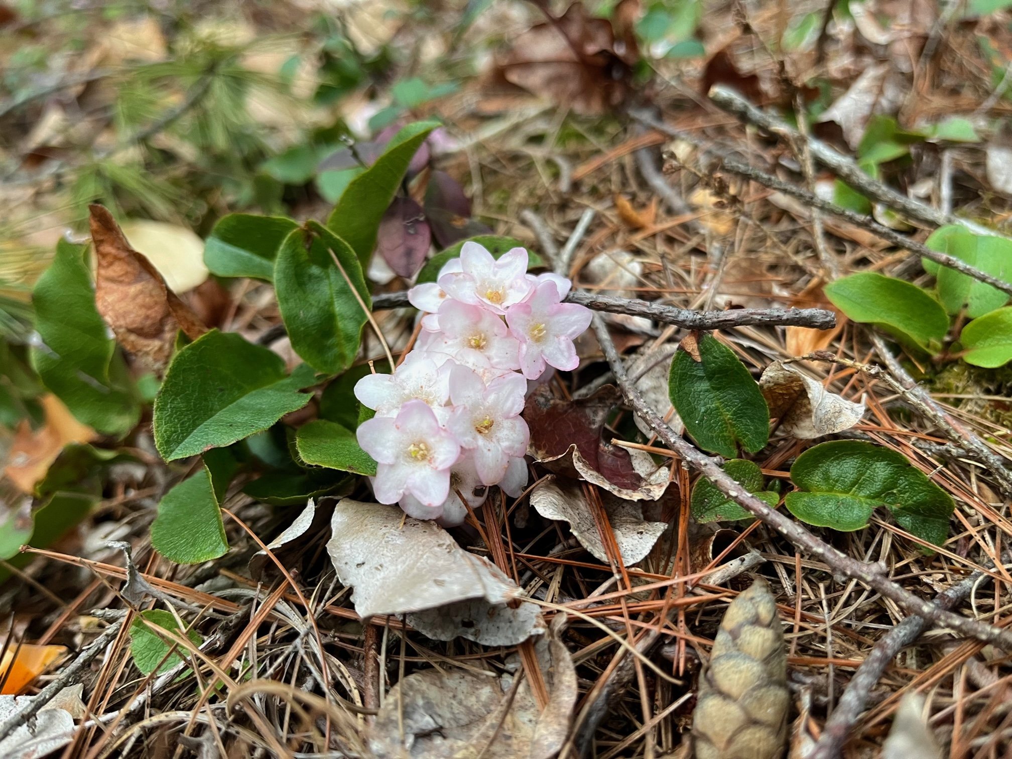 Volunteer Gathering &amp; Listening Session