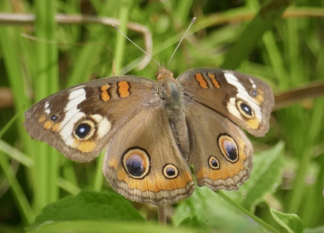 Online via Zoom: Butterflies are From Venus, Moths are From Mars