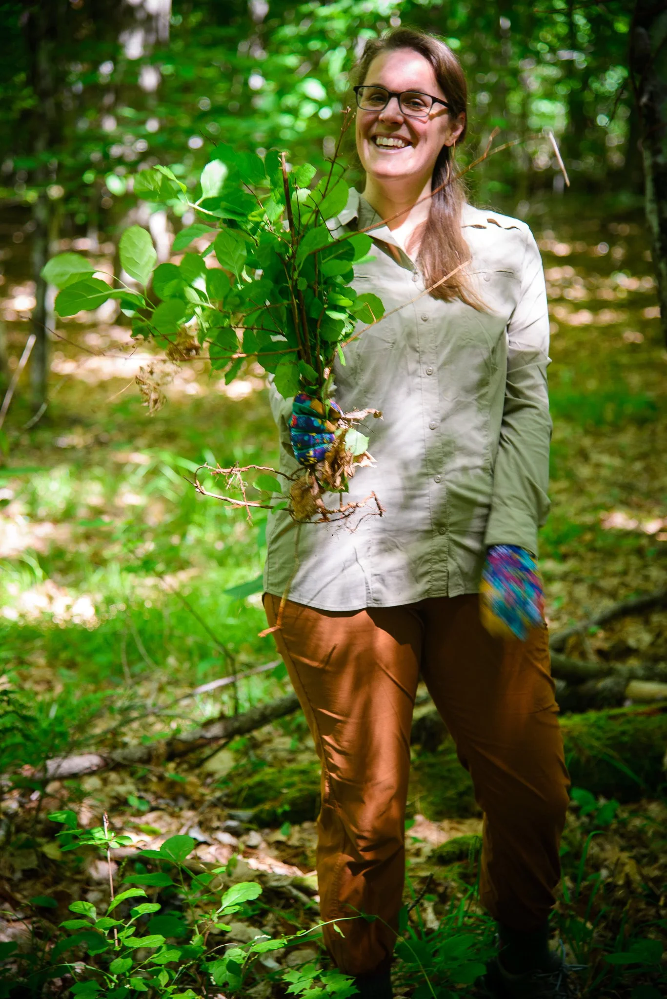A Bittersweet (and Barberry) Stewardship Morning