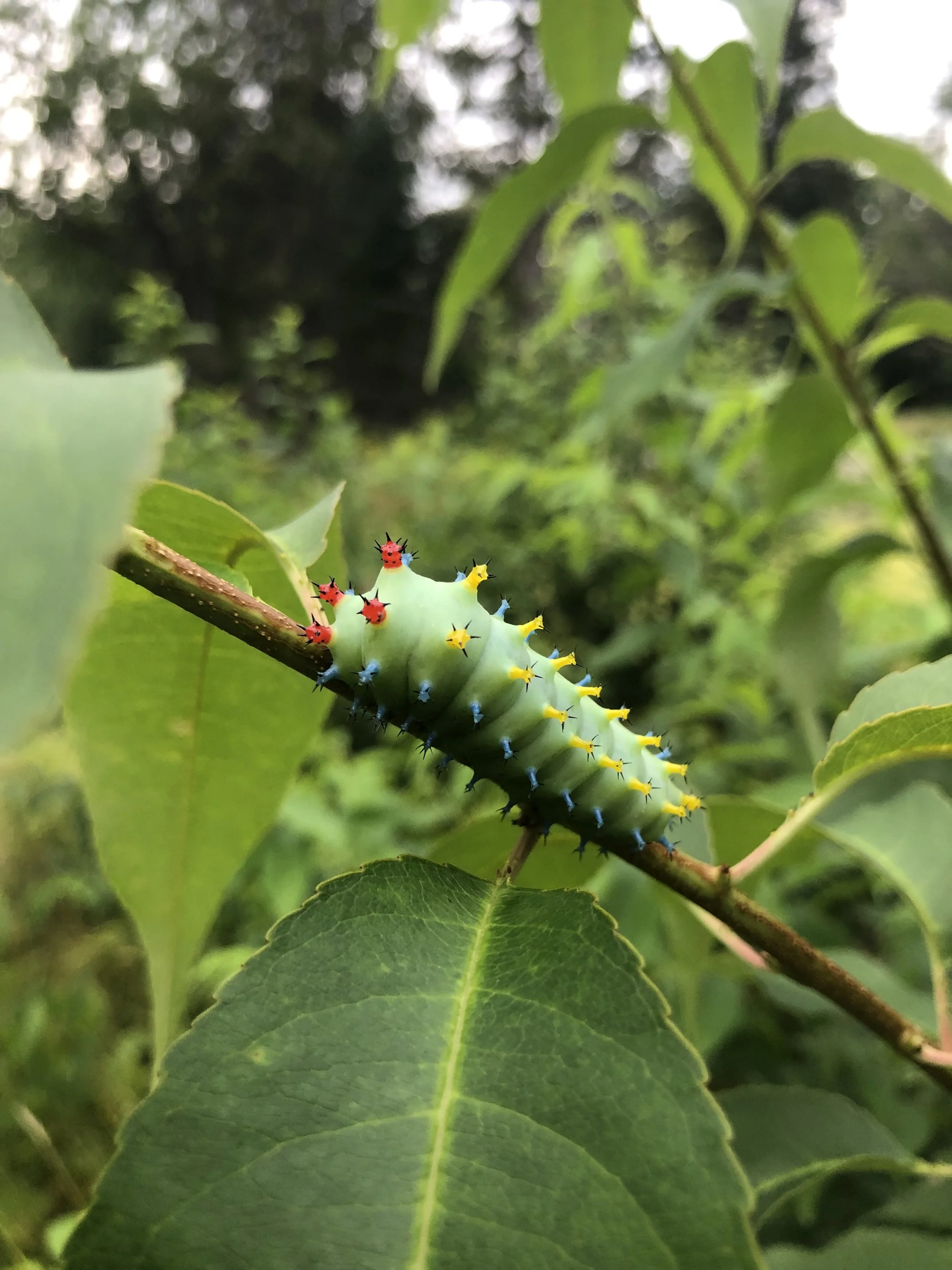 All About Insects! (for Little Kids)