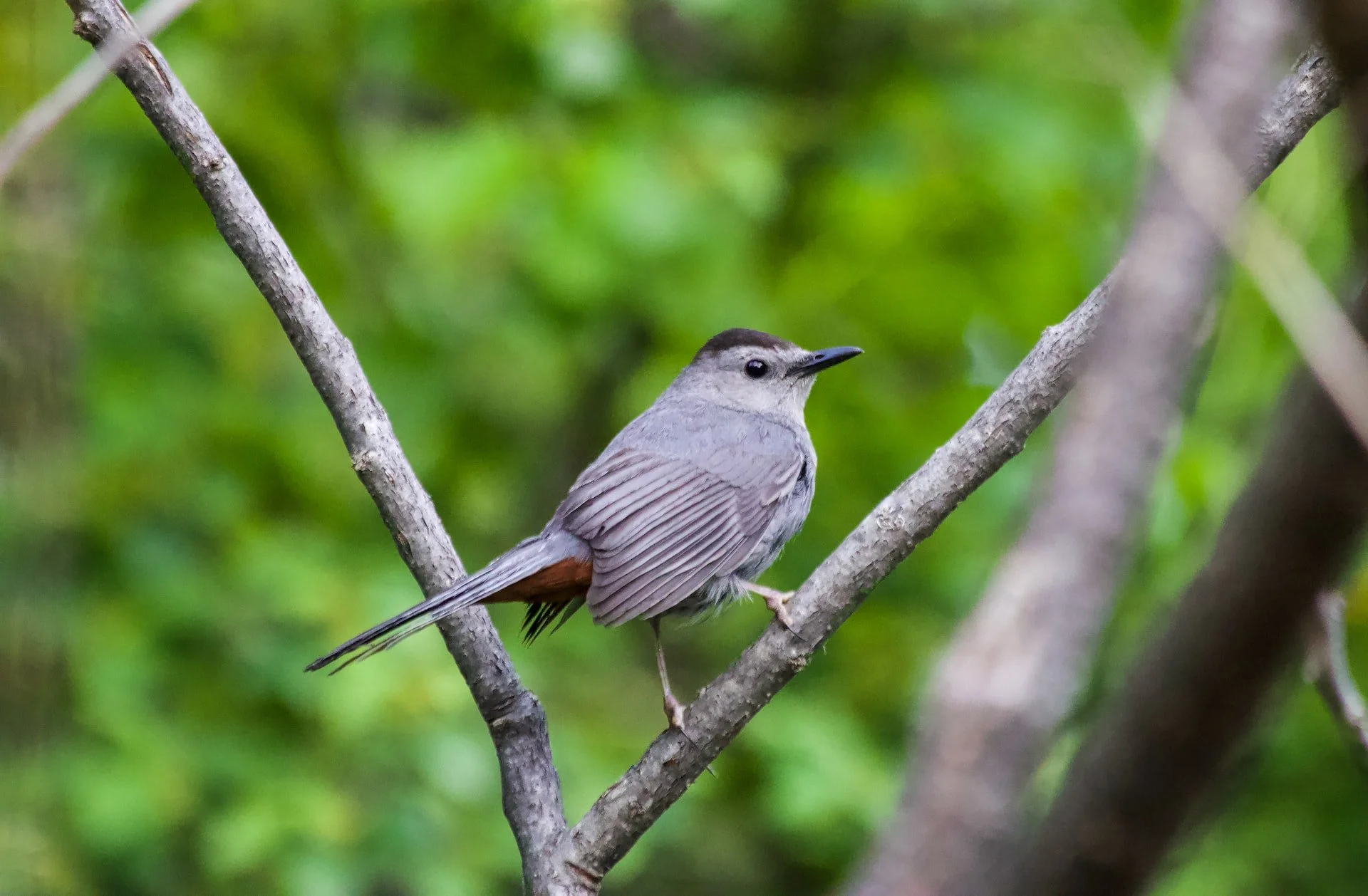 Bird Language—Outdoor Workshop (new date)