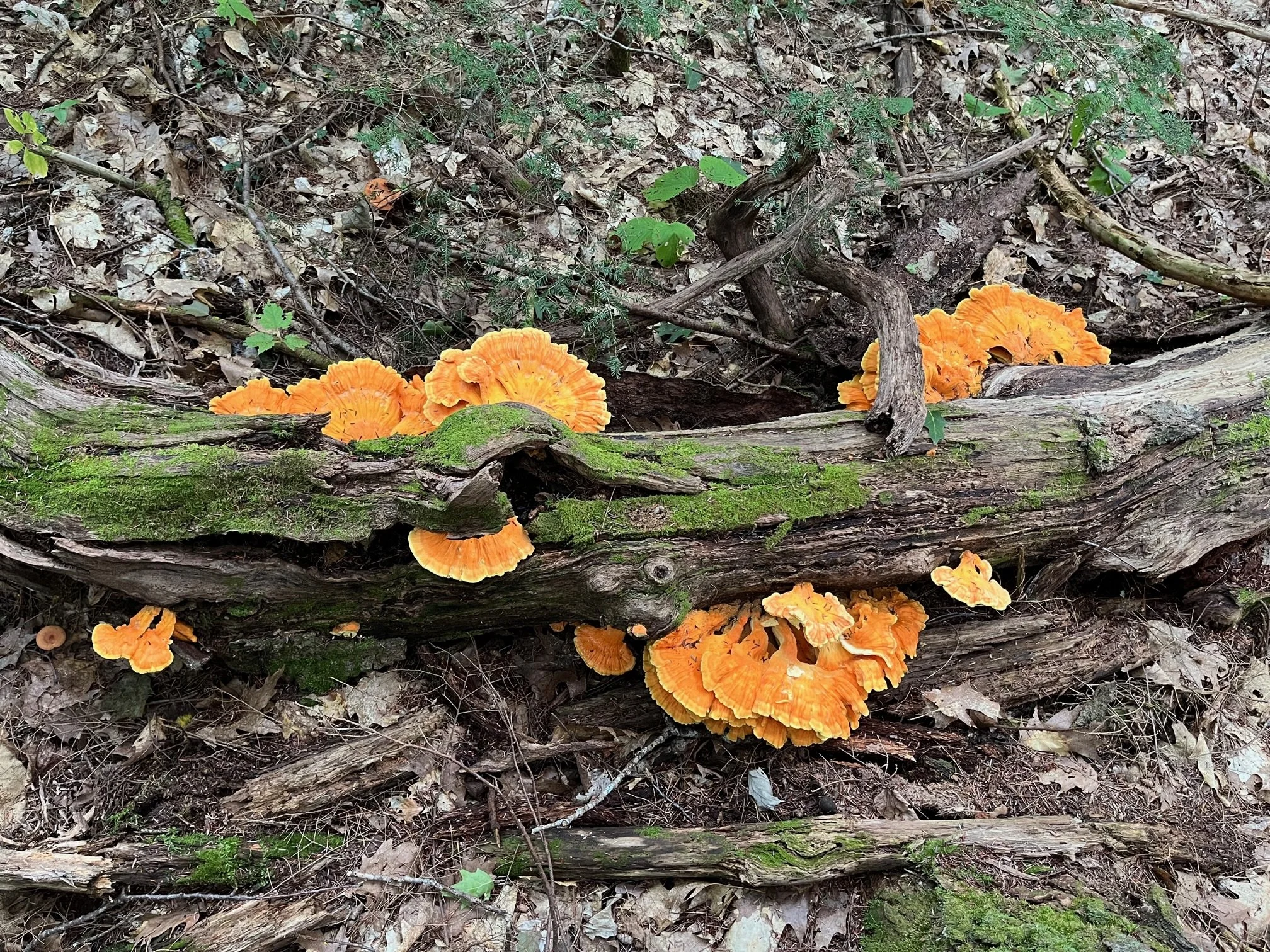 Mushroom Walk with Eric Milligan