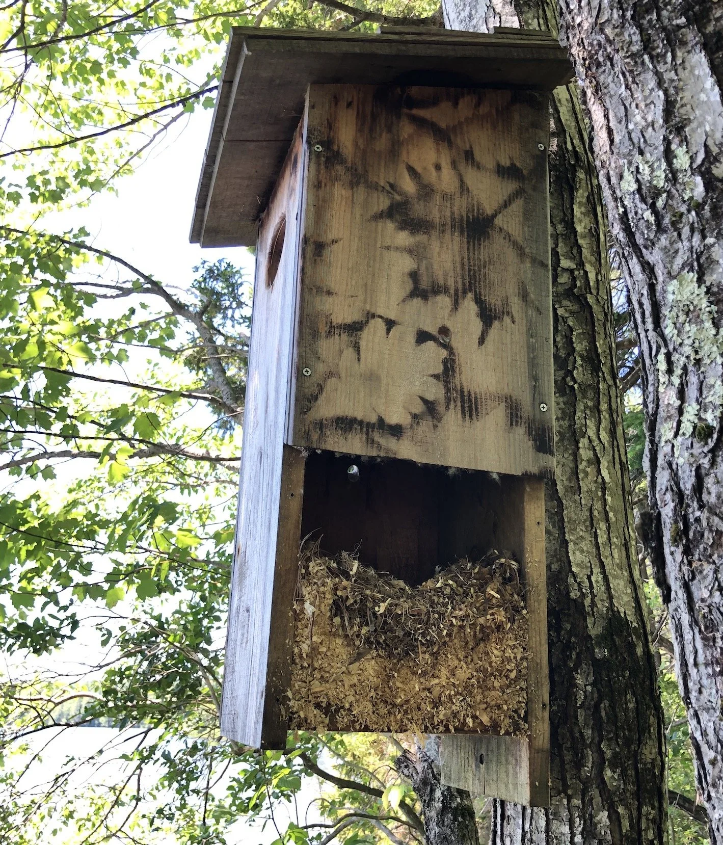 New date! Woodhouse Reserve (and wood ducks!) Walk