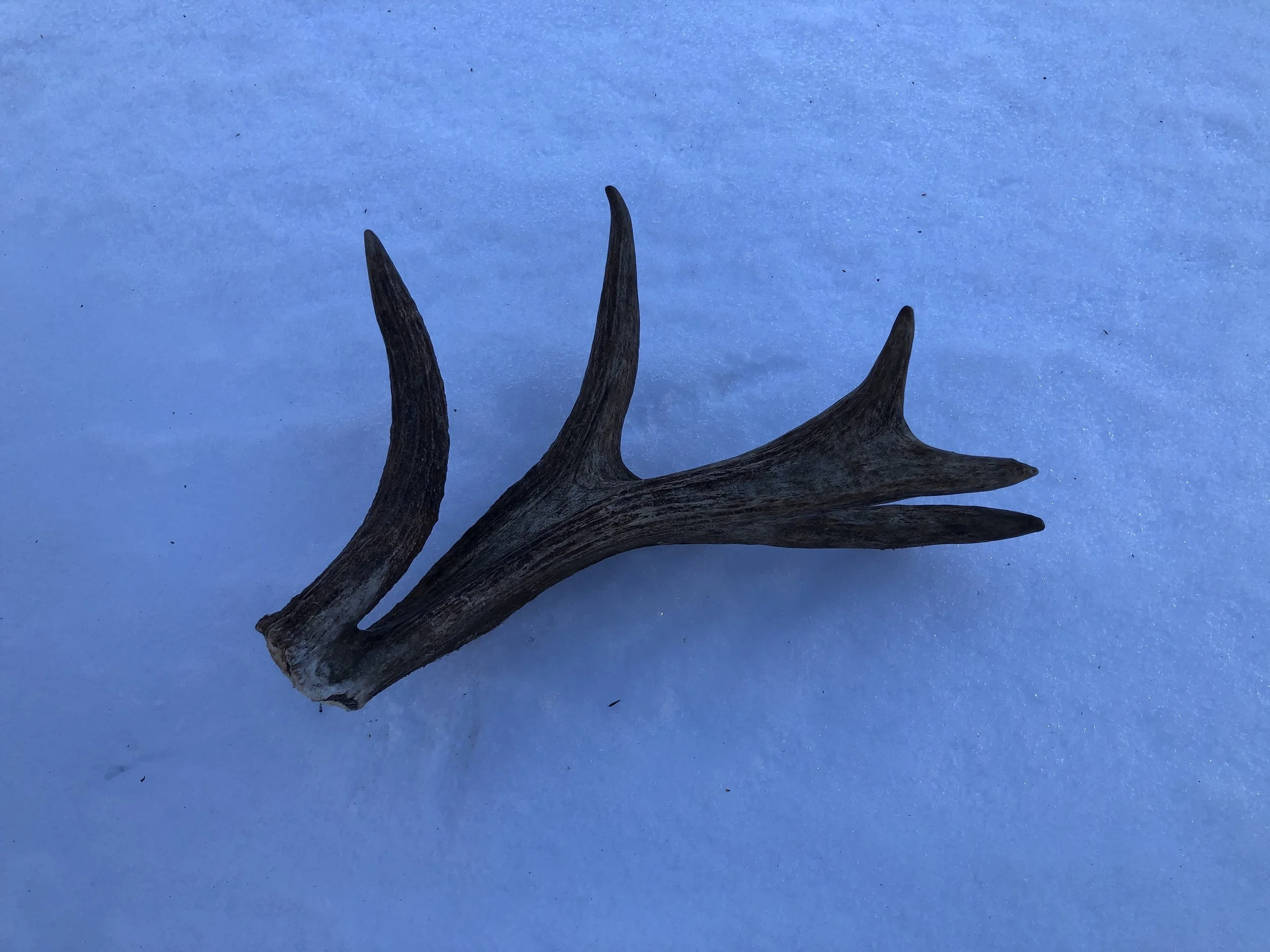 Patterns in the Snow: Wildlife Tracking for All Ages