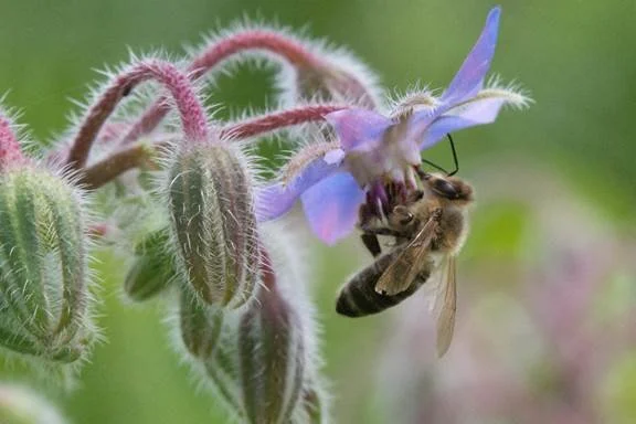 Pollinators & Climate Change Considerations