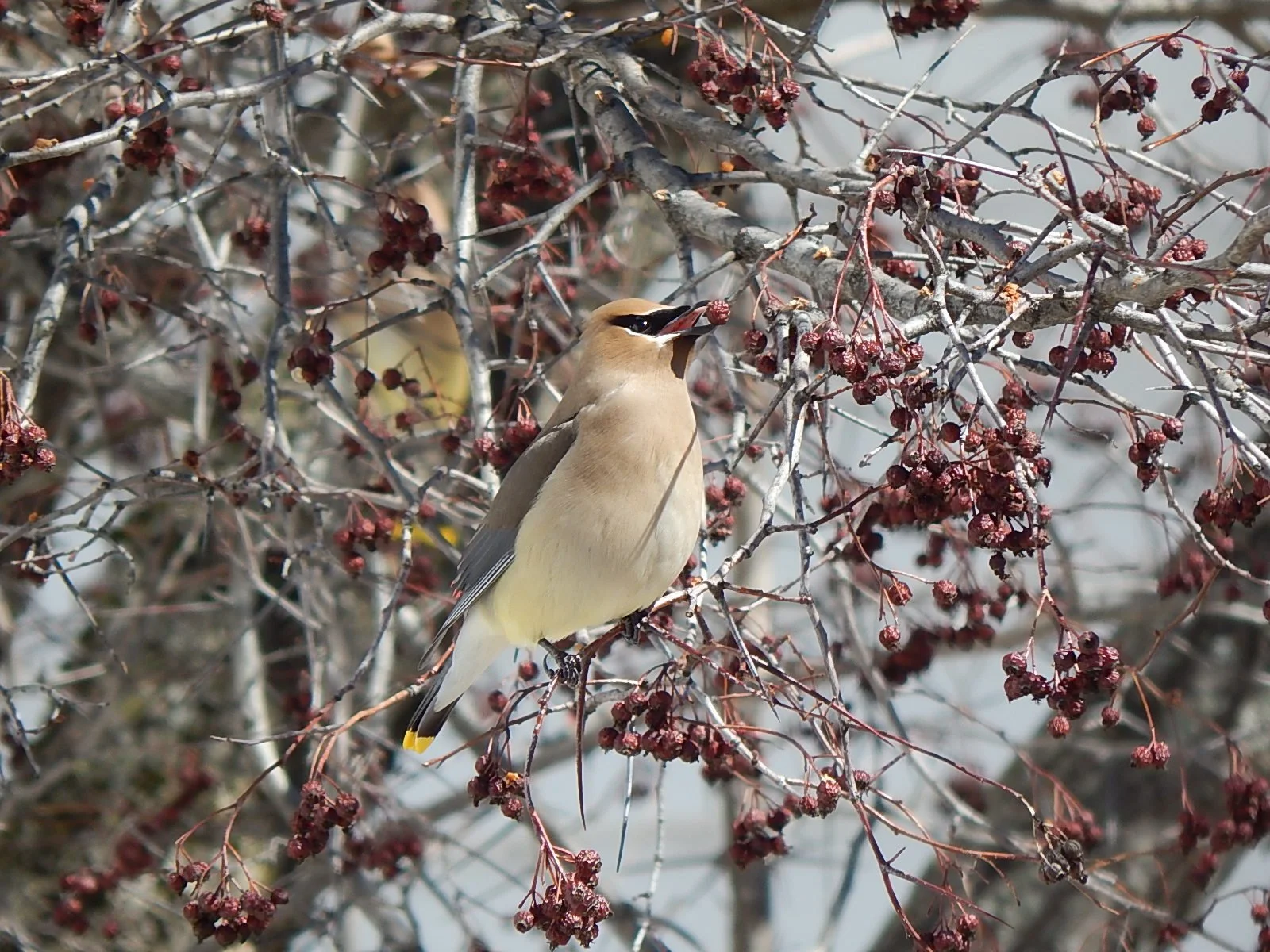 Backyard Habitat in a Changing Climate — via Zoom