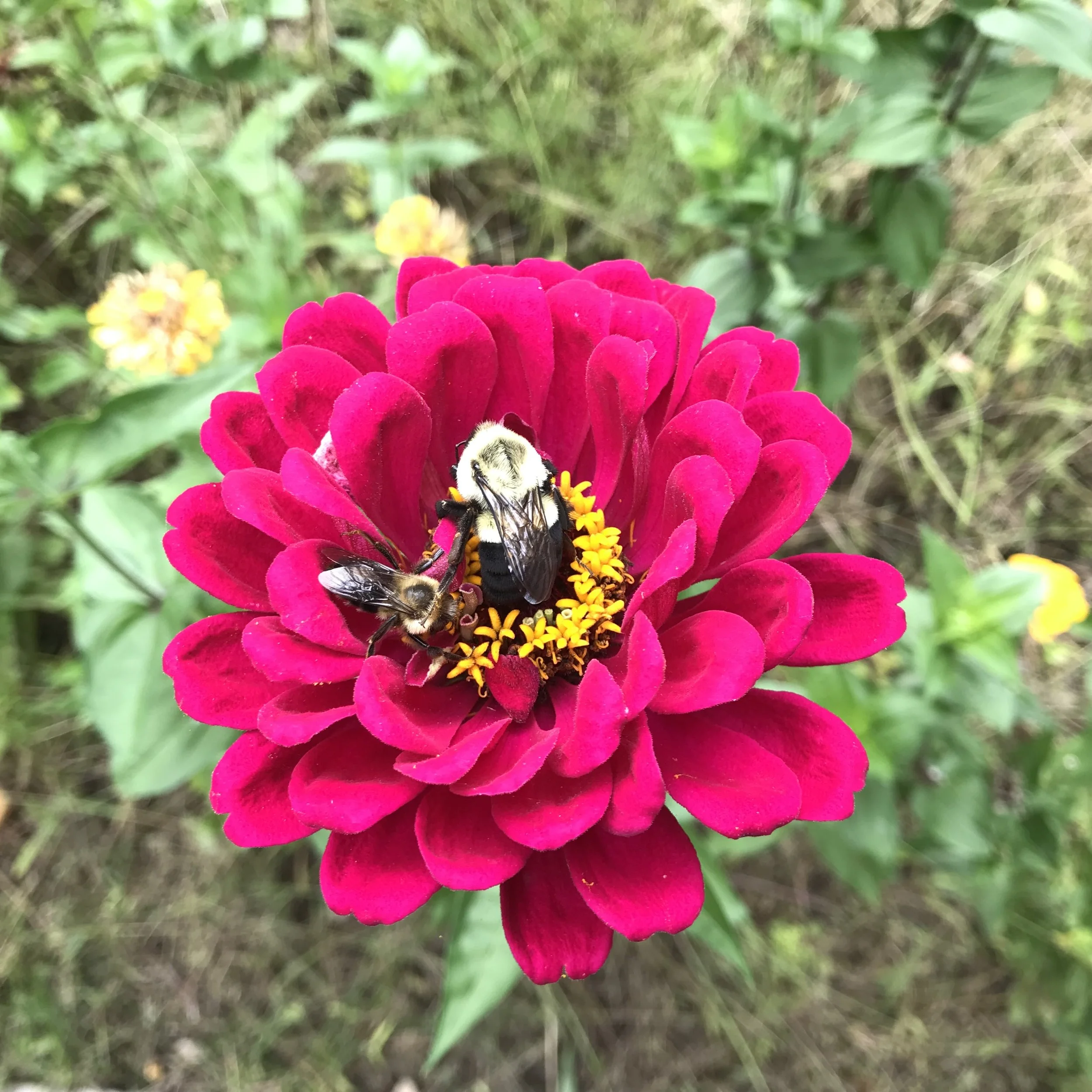 Pollinators & Climate Change Considerations — Replay & Resources