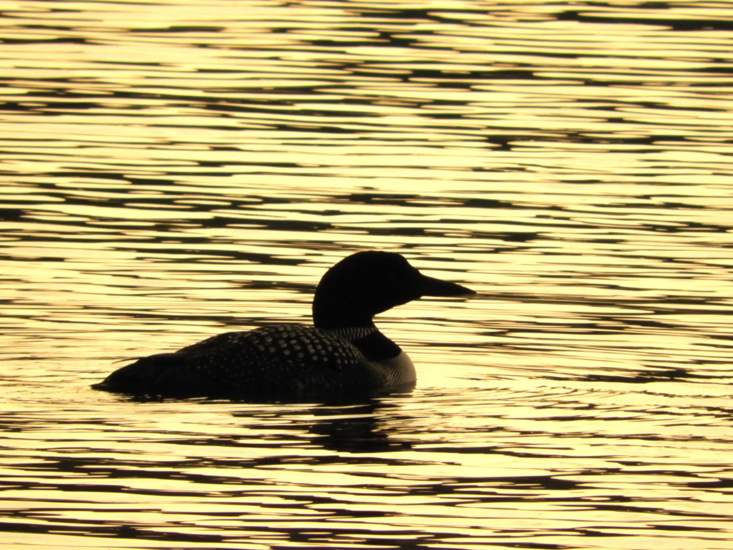 Help loons thrive in Chocorua Lake