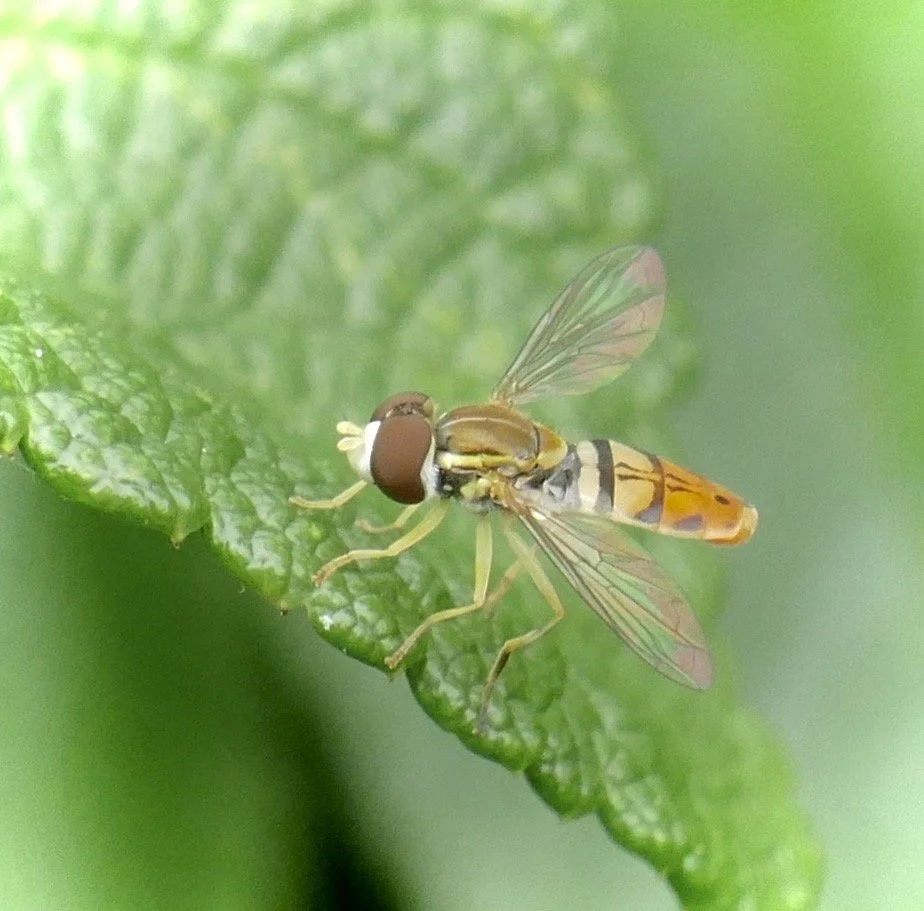 Why Fly When You Can Walk With Flies