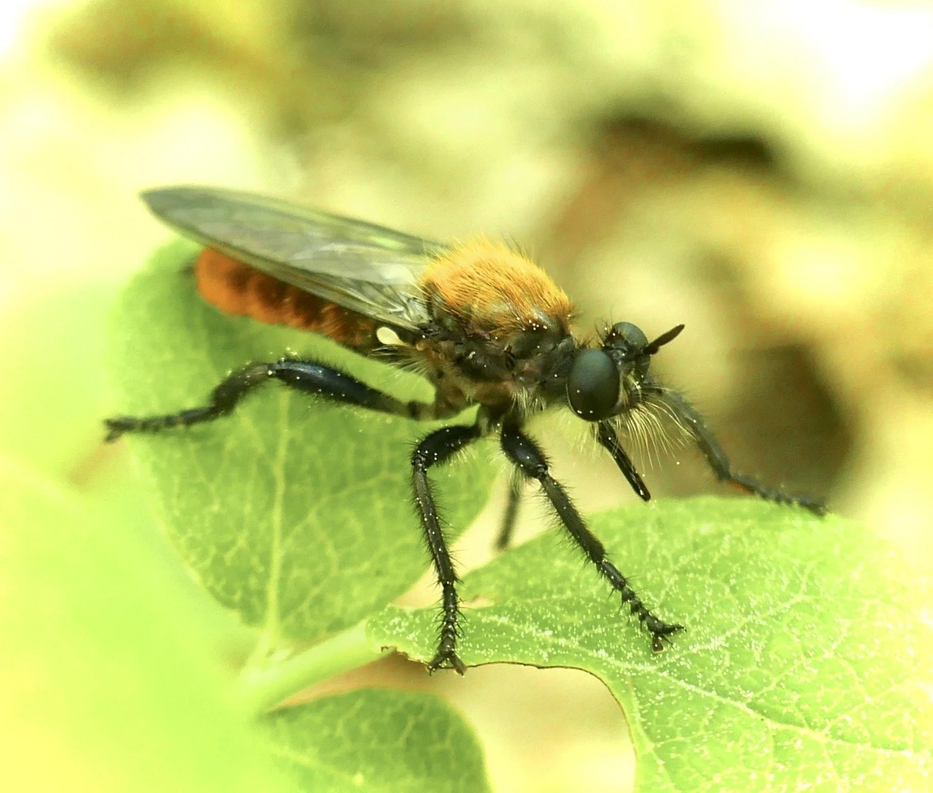 Meet the Friendly Flies